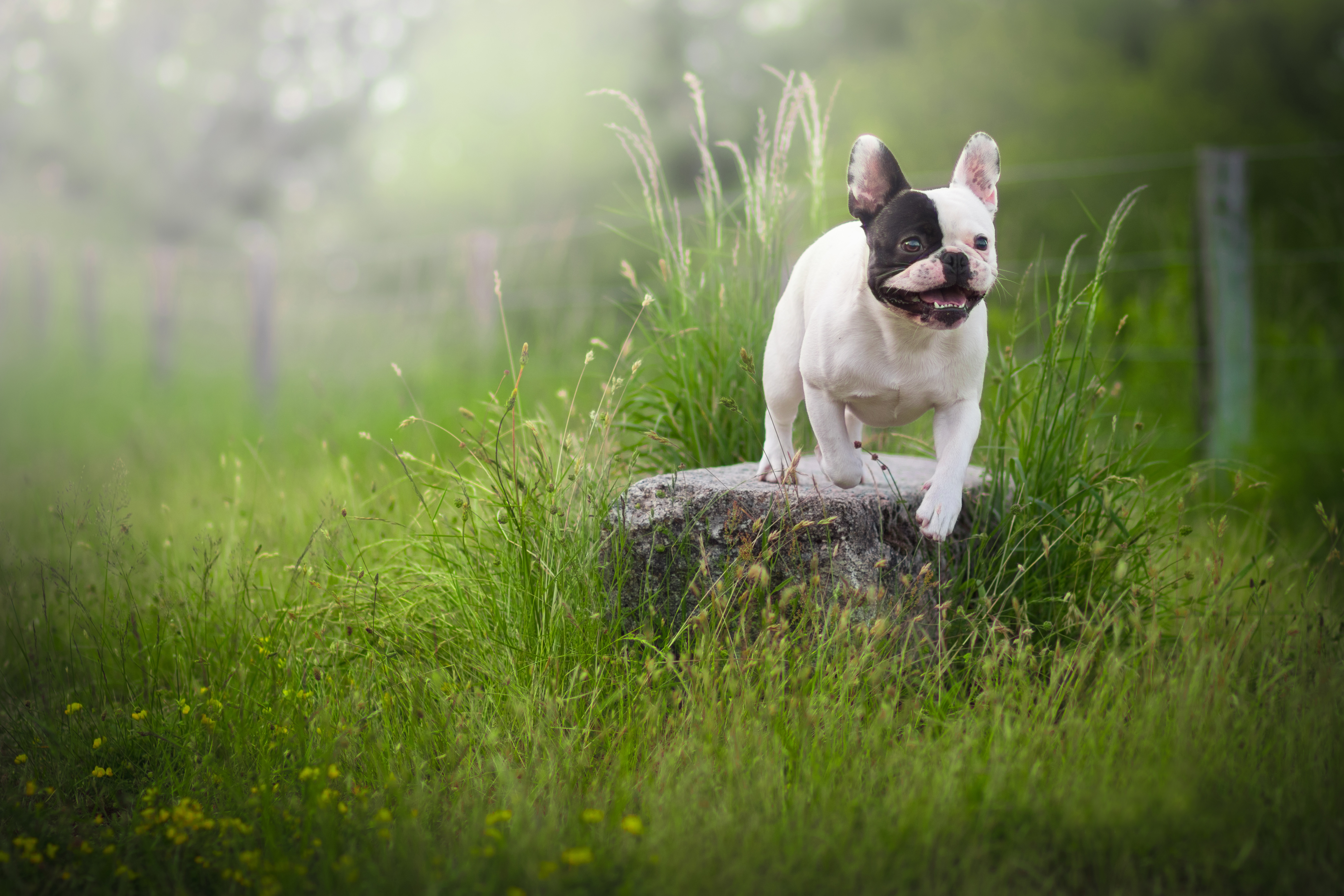 Обои трава, собака, камень, французский бульдог, grass, dog, stone, french bulldog разрешение 6000x4000 Загрузить