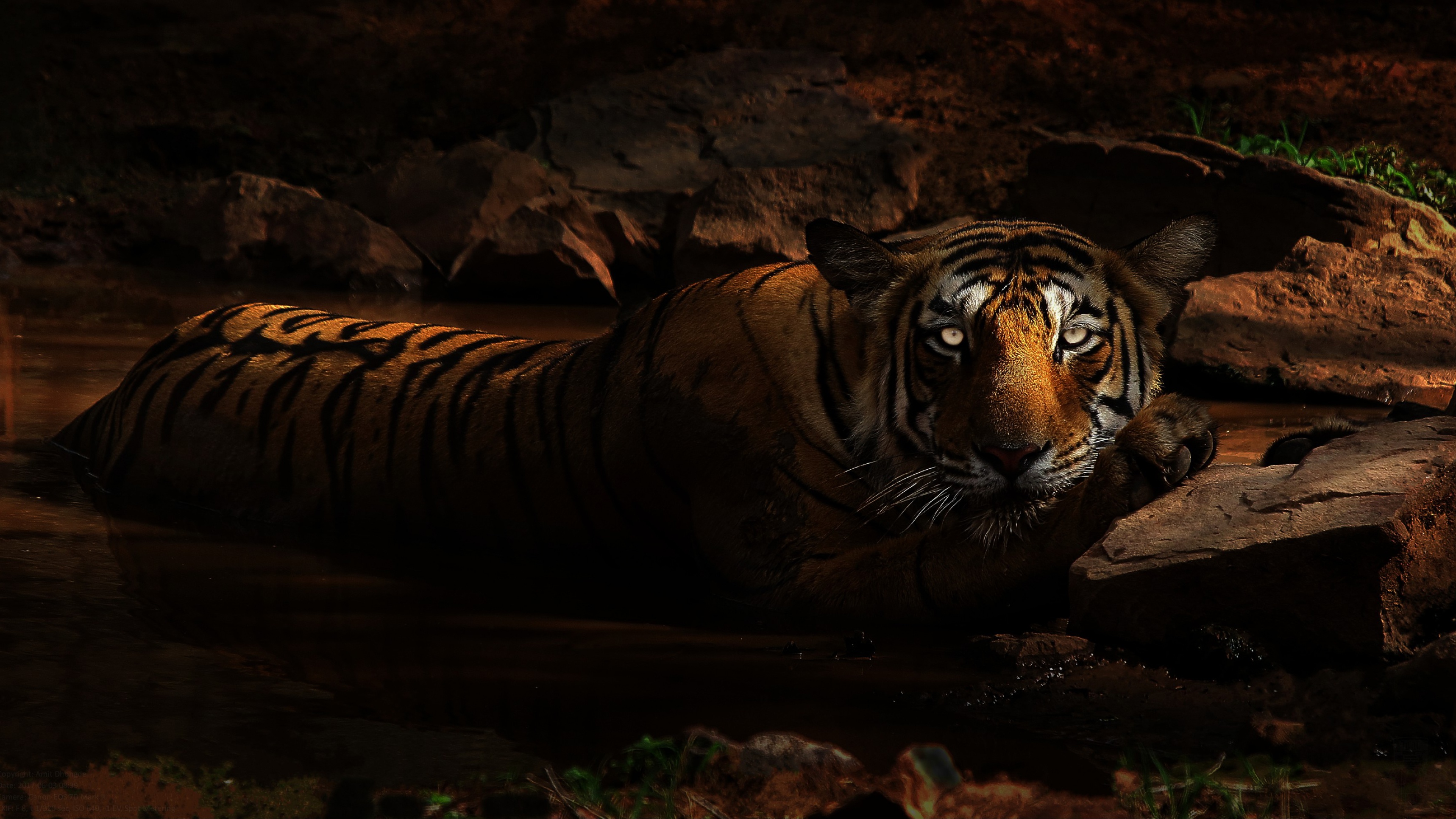 Обои тигр, лежит, глаза, купание, морда, зоопарк, темно, ночь, грязь, камни, взгляд, водоем, tiger, lies, eyes, bathing, zoo, face, dark, night, dirt, stones, look, pond разрешение 3435x1932 Загрузить