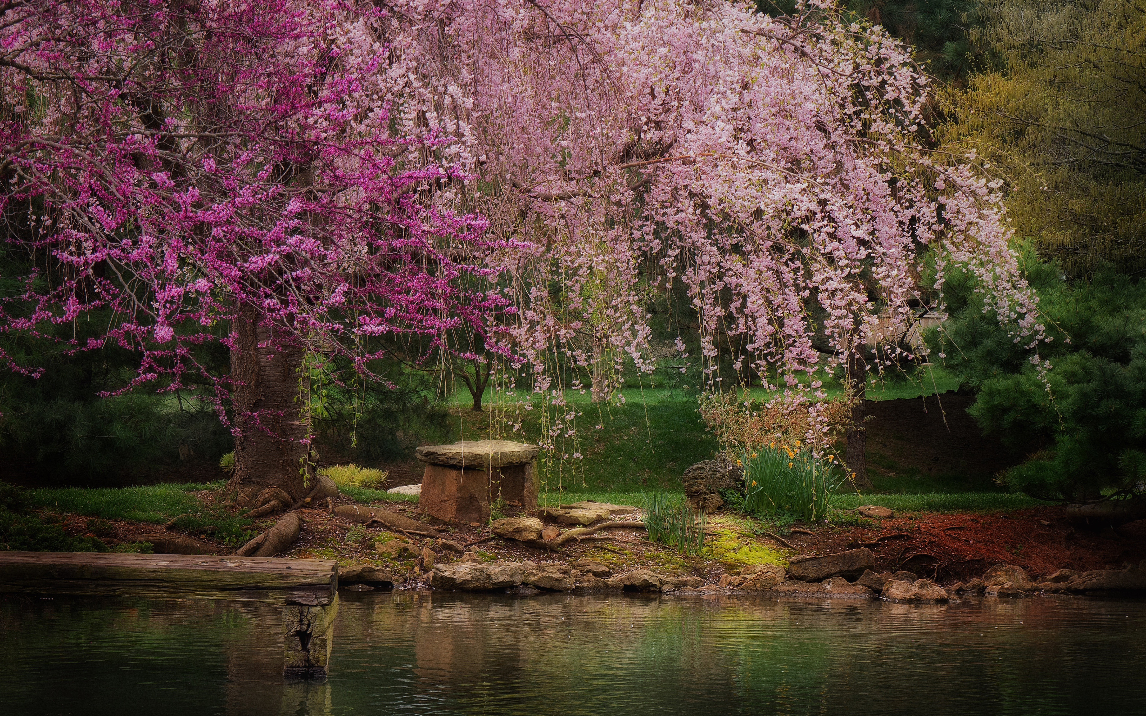 Обои река, природа, дерево, парк, весна, скамейка, пруд, сакура, river, nature, tree, park, spring, bench, pond, sakura разрешение 3840x2400 Загрузить