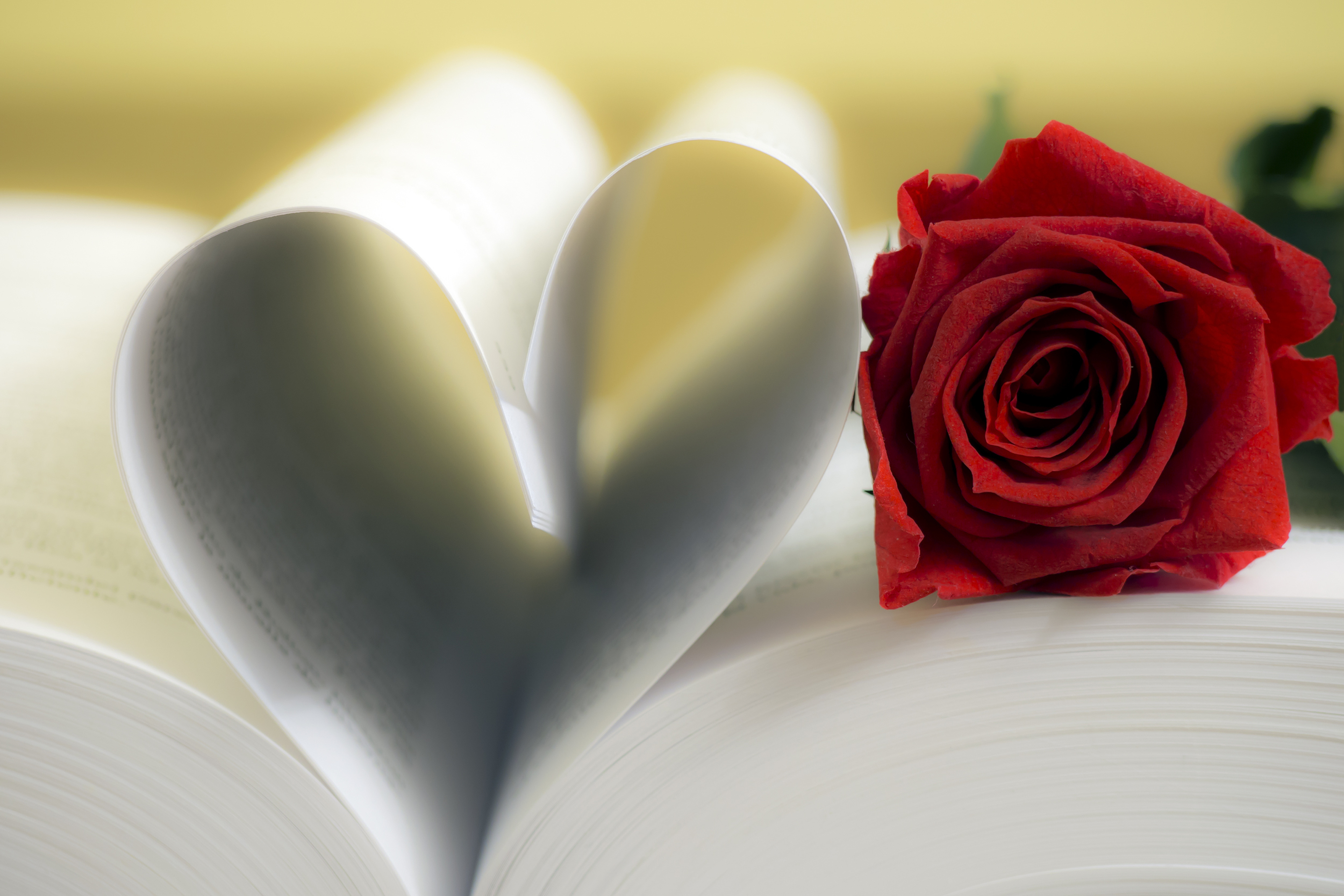 Обои цветок, роза, сердце, листы, книга, страницы, flower, rose, heart, leaves, book, page разрешение 5000x3334 Загрузить