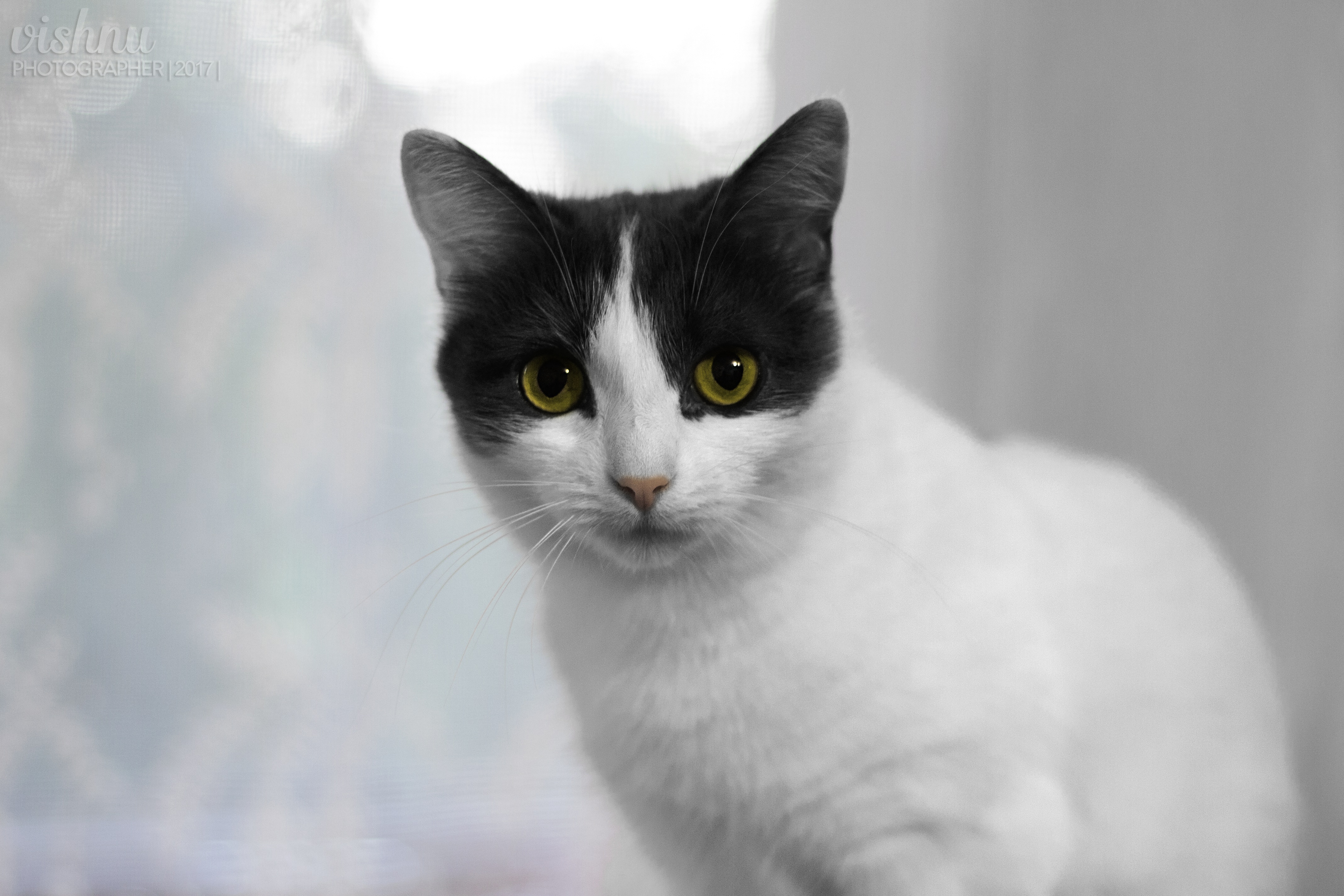 Серо бело черный кот