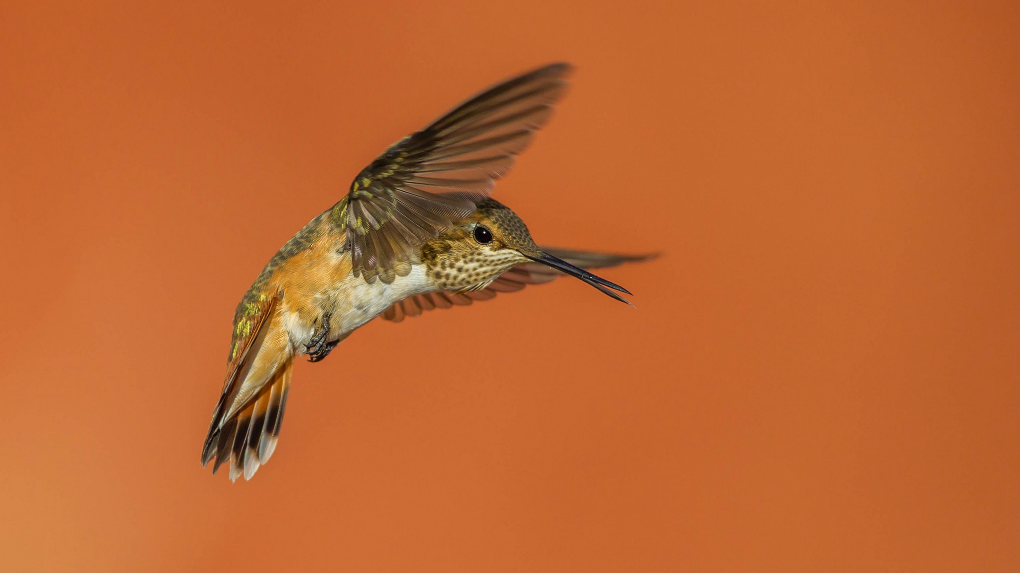 Обои крылья, птица, клюв, колибри, охристый колибри, wings, bird, beak, hummingbird, buffy hummingbird разрешение 2048x1152 Загрузить