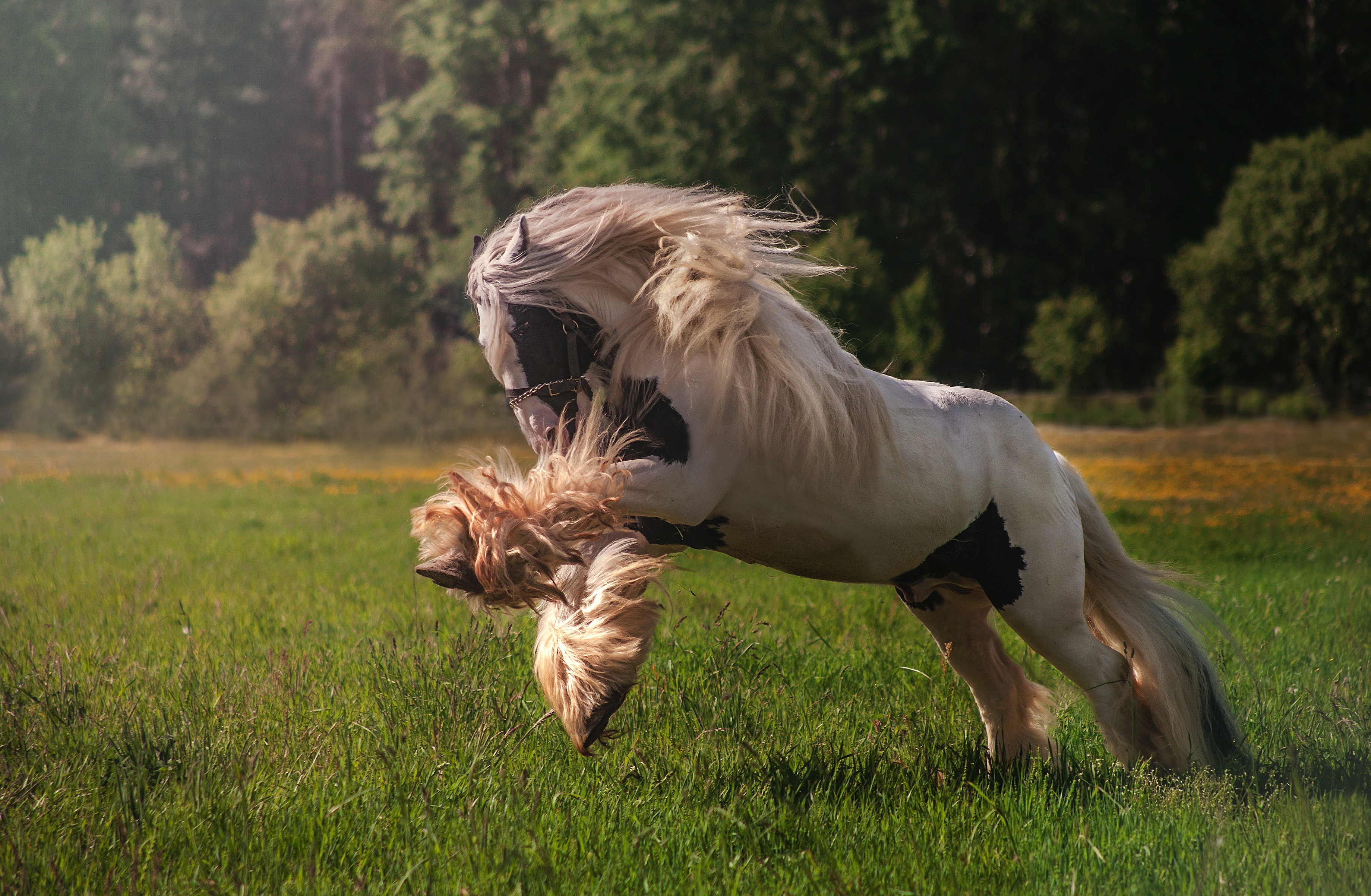 Пони бежит со скоростью 21. Лошадь бежит. Лошадь в прыжке. Фото на рабочий стол лошади. Лошадки фото.