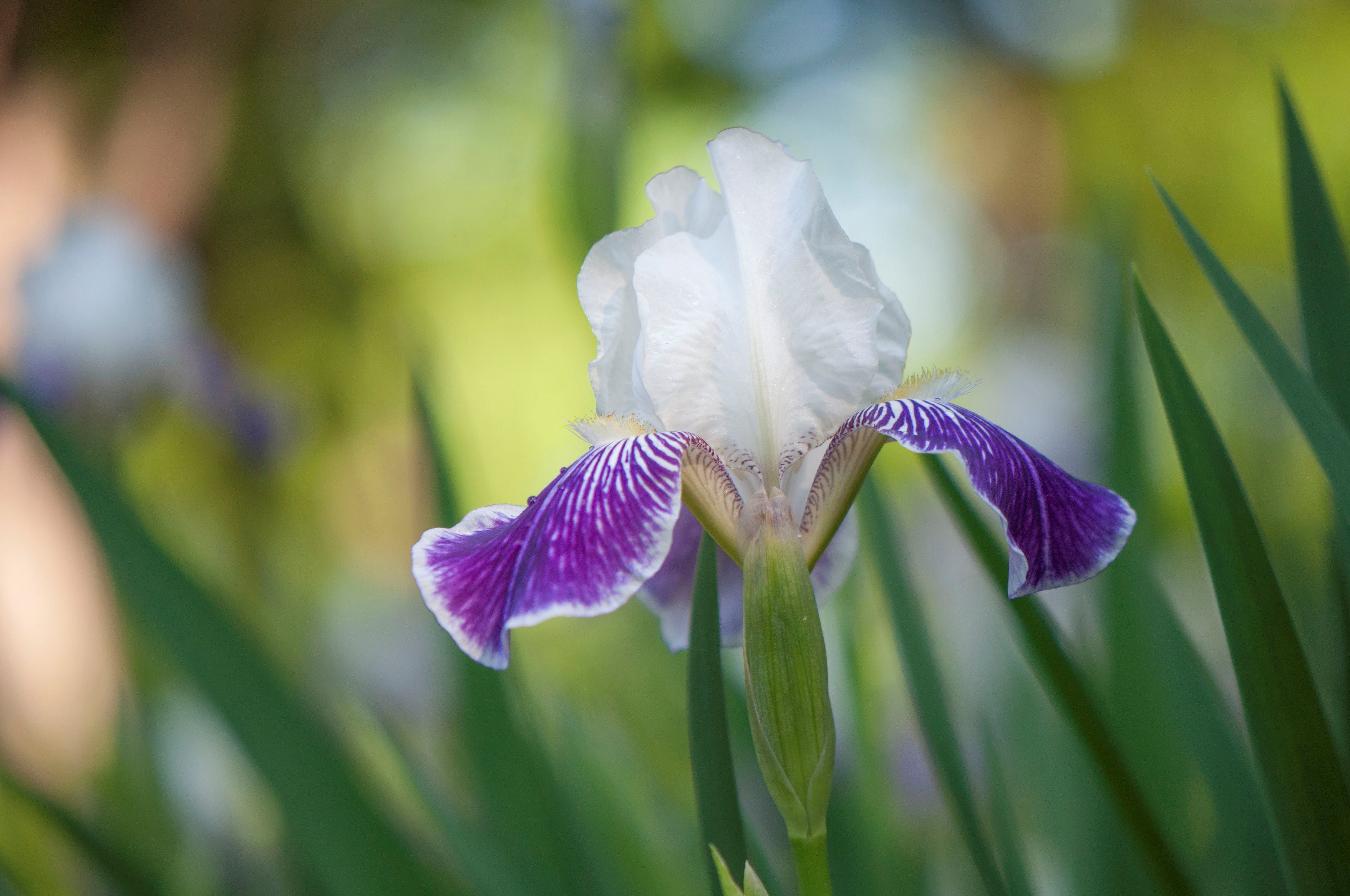 Обои природа, цветок, лепестки, ирис, касатик, nature, flower, petals, iris разрешение 4288x2848 Загрузить