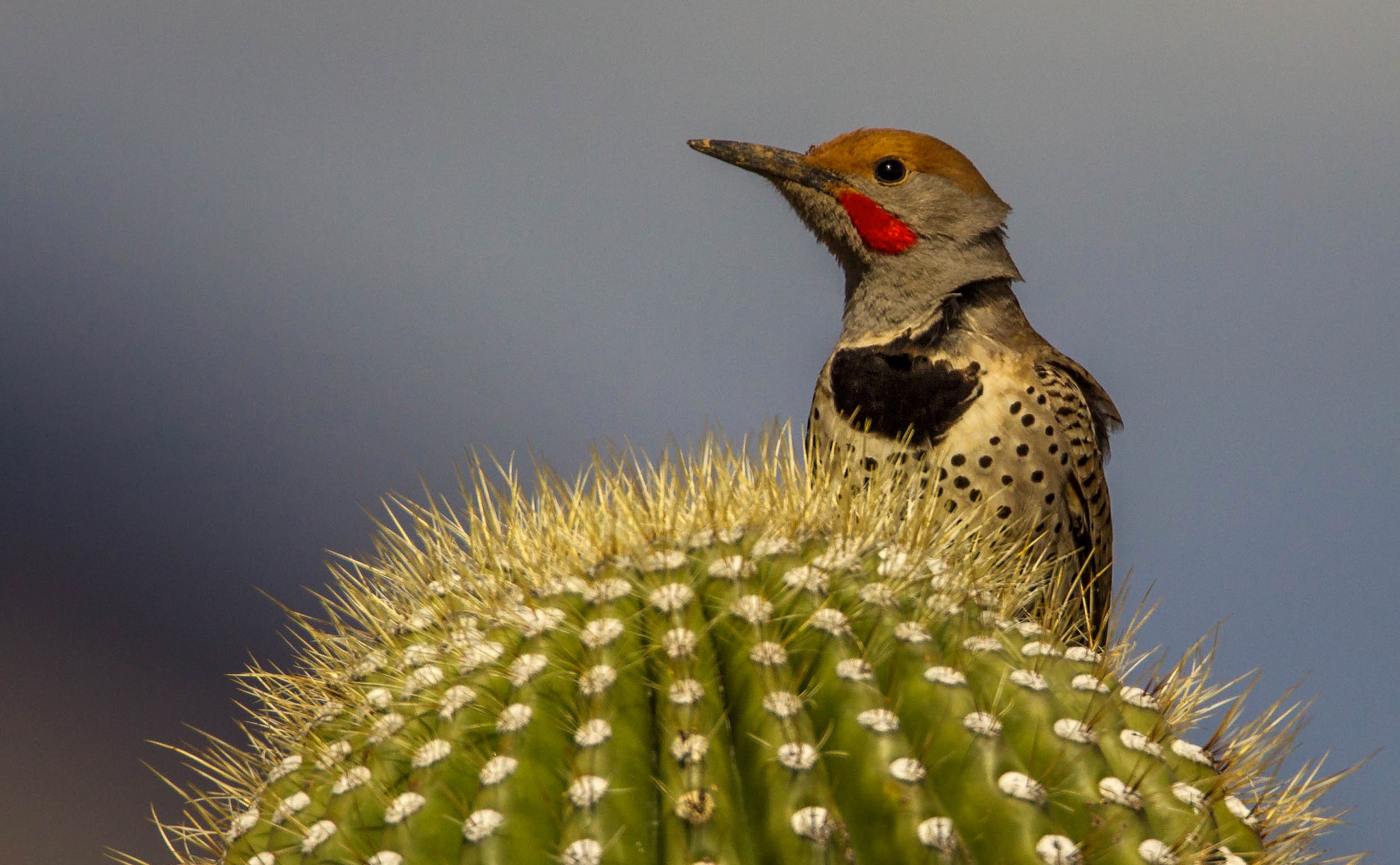 Обои птица, клюв, кактус, дятел, шилоклювый дятел, bird, beak, cactus, woodpecker, silkly woodpecker разрешение 2048x1266 Загрузить