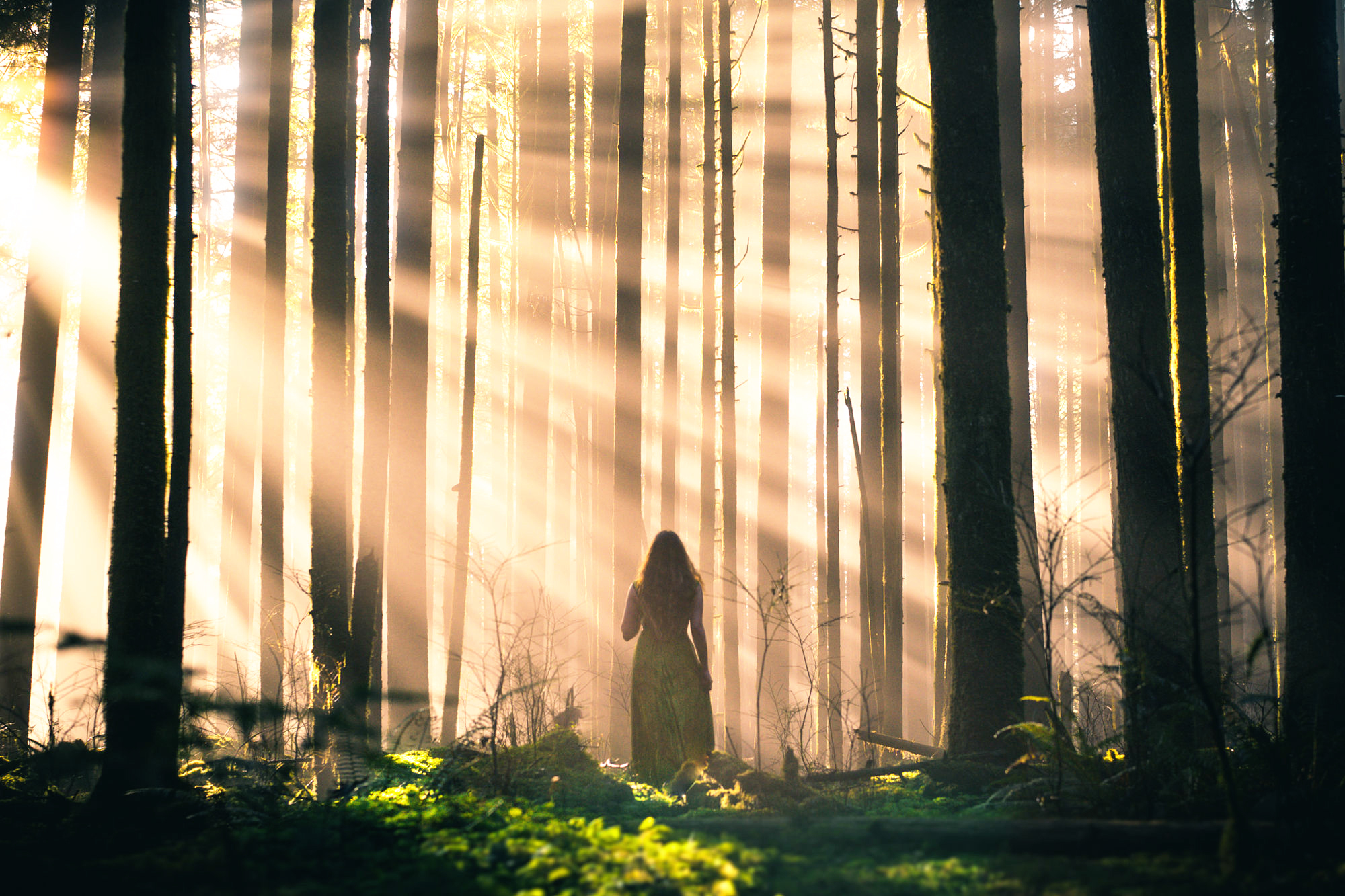 Вышло солнце из тумана. Человек в темном лесу. Лучи солнца в лесу. Девушка в темном лесу. Девушка в туманном лесу.