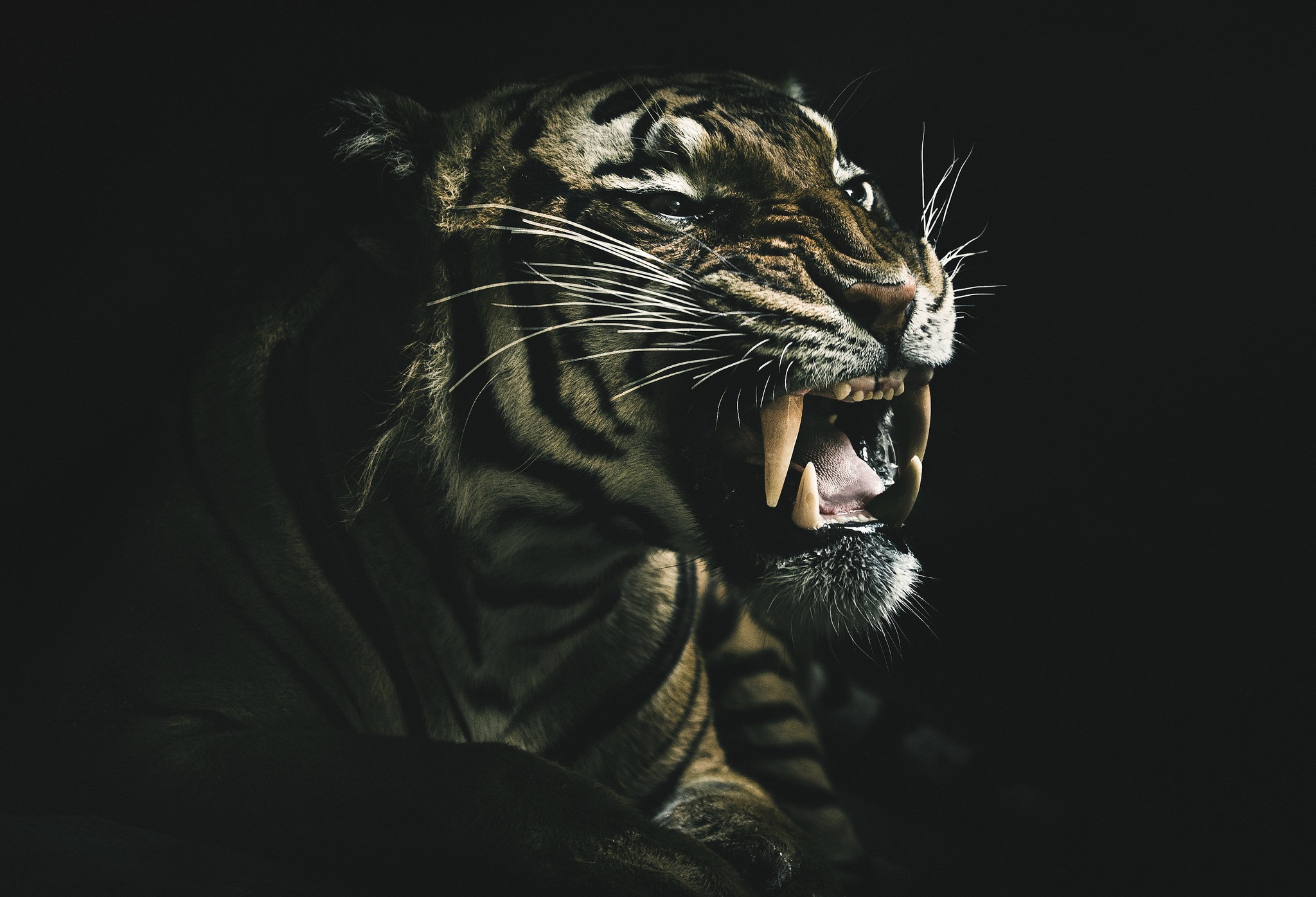 Обои тигр, дикая кошка, морда, фон, взгляд, клыки, хищник, черный фон, зверь, tiger, wild cat, face, background, look, fangs, predator, black background, beast разрешение 2048x1395 Загрузить