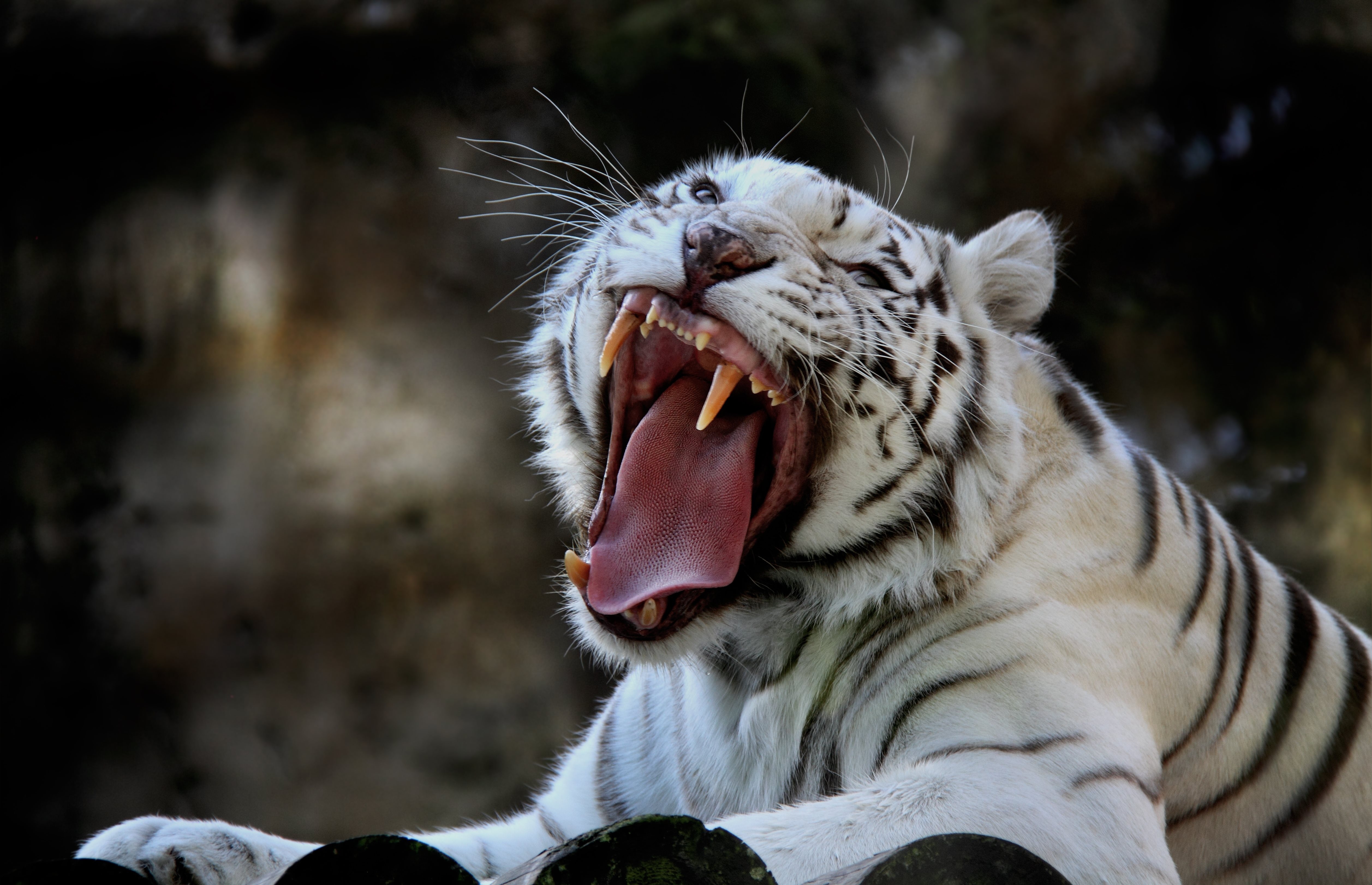 Свирепый хищник. Бенгальский тигр альбинос. Хищник тигр оскал. Бенгальский тигр оскал. Белый тигр альбинос.
