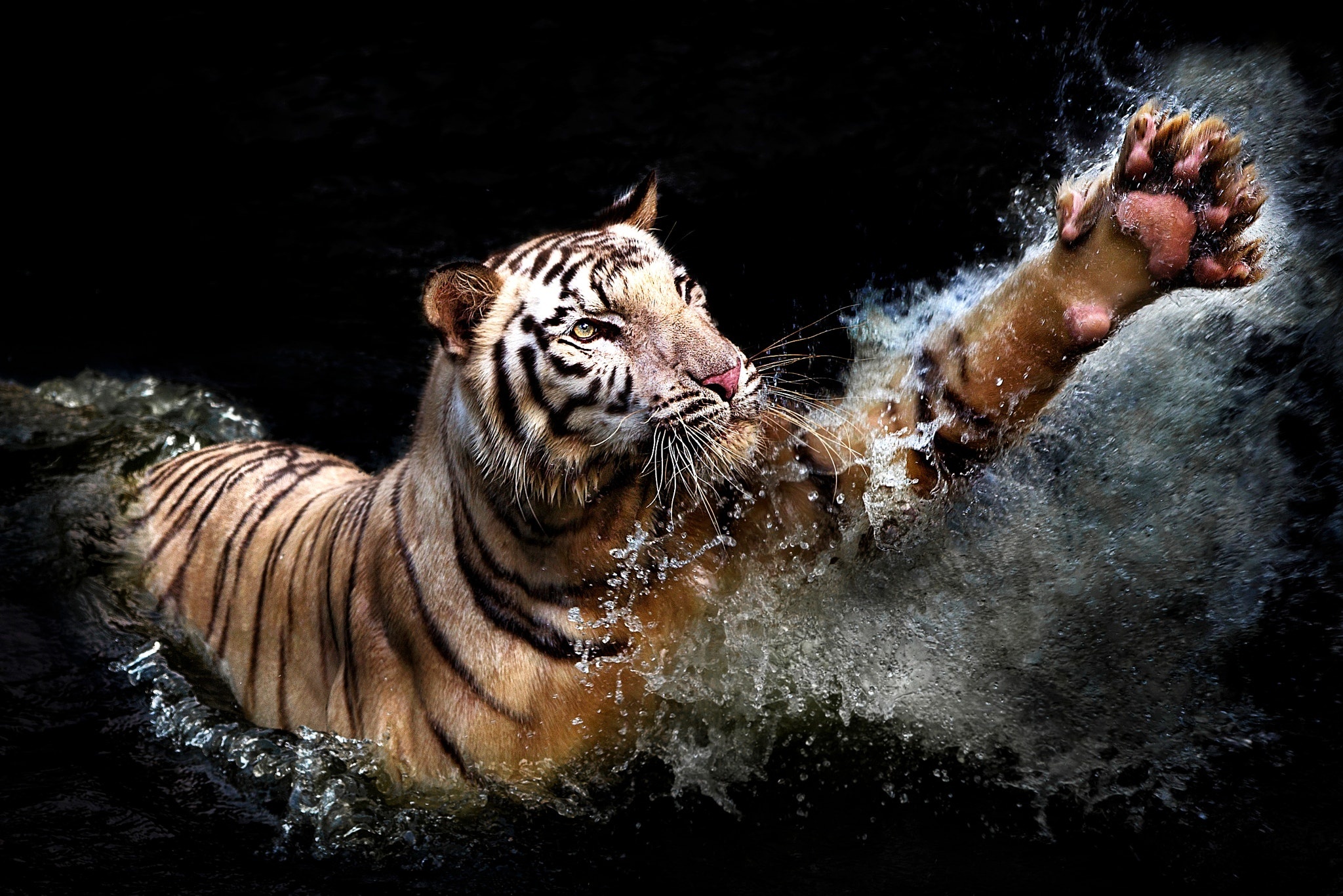 Обои тигр, вода, брызги, хищник, черный фон, животное, лапа, tiger, water, squirt, predator, black background, animal, paw разрешение 2048x1366 Загрузить