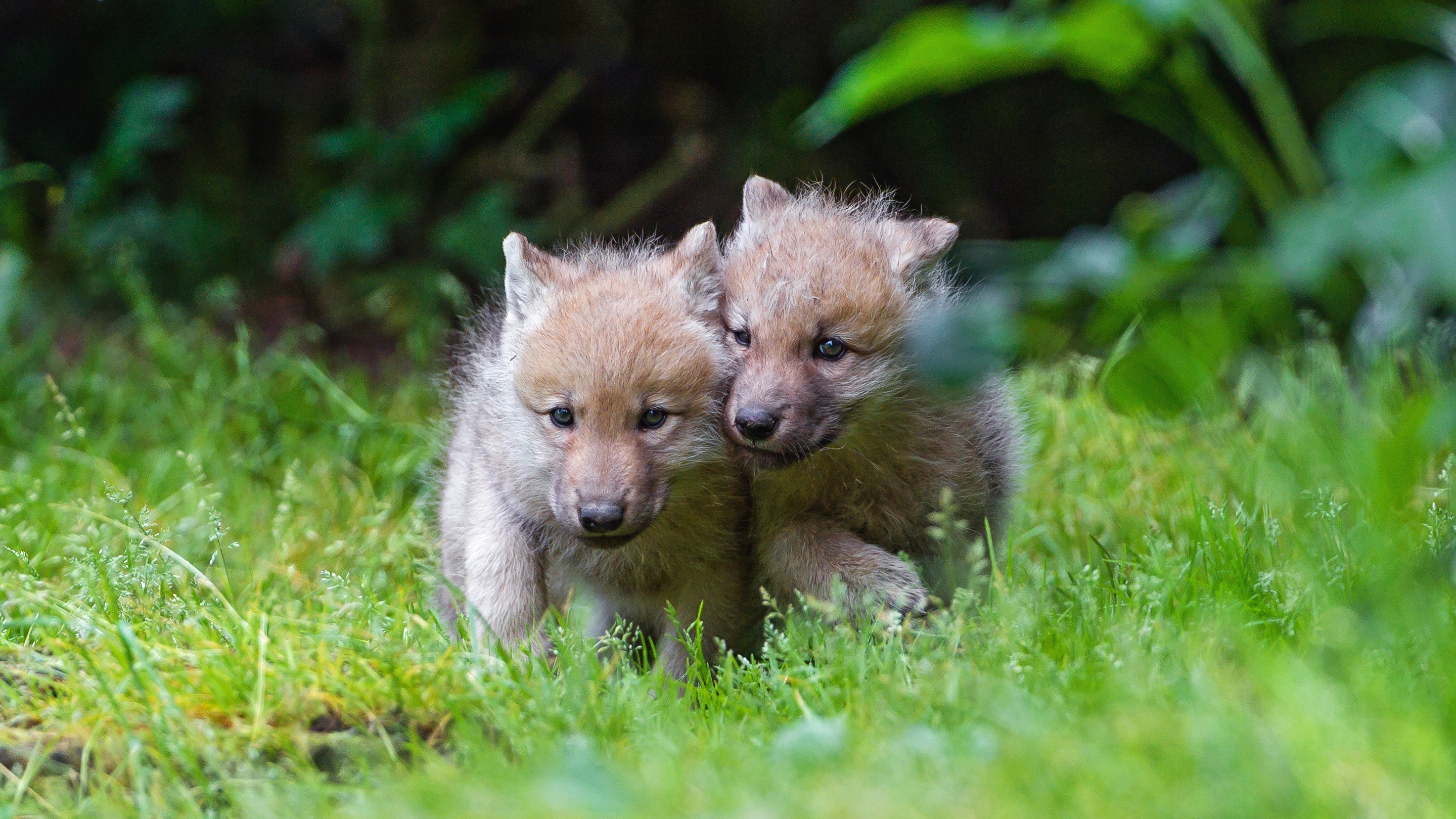 Детеныши дикой природы. Милые волчата. Про маленького волчонка. Детеныши зверей. Милые животные на природе.