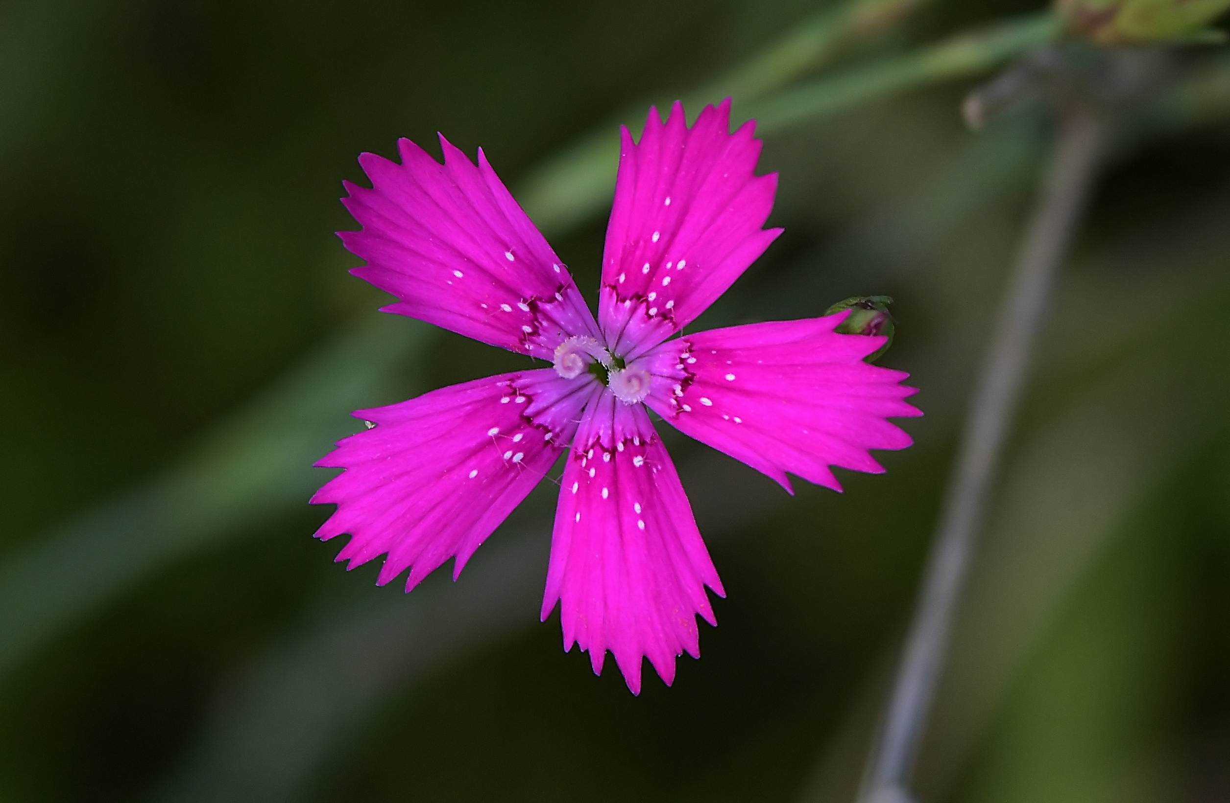 Какие одиночные цветы. Dianthus versicolor Fisch.- Гвоздика разноцветная. Обои цветы. Гвоздика лепестки. Гвоздика обои на рабочий стол.