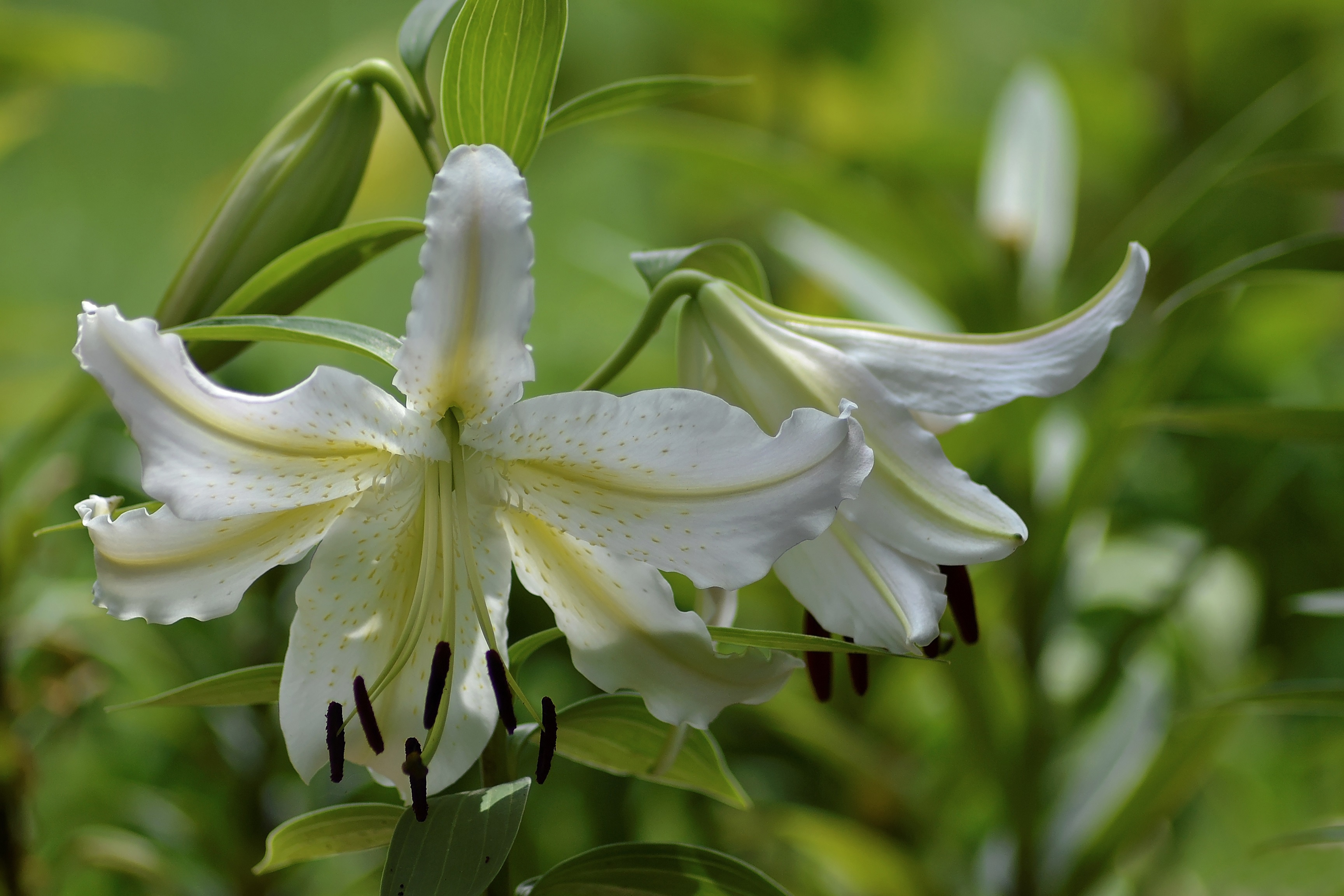 Lily white. Лилия пахучая белая. Лилия белоснежная-Lilium. Лилия Лилу. Лилия трехлистная.