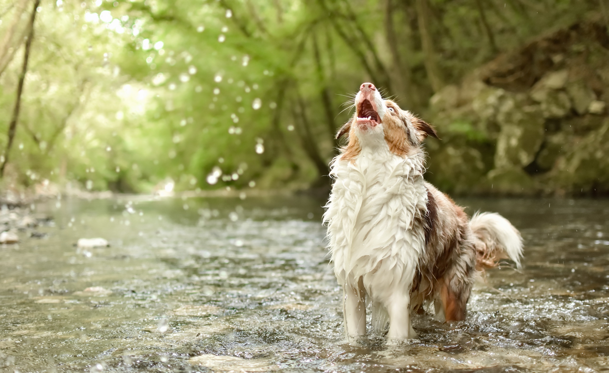 Как животные радуются дождю. Мокрые животные. Собака на природе. Собака в реке. Животные под дождем.