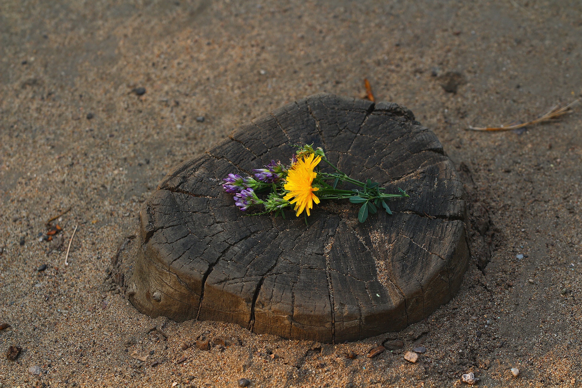 Трещин цветок. Цветы в пеньке. Полевые цветы на пеньке. Цветы лежат на пне. Клевер на песке.