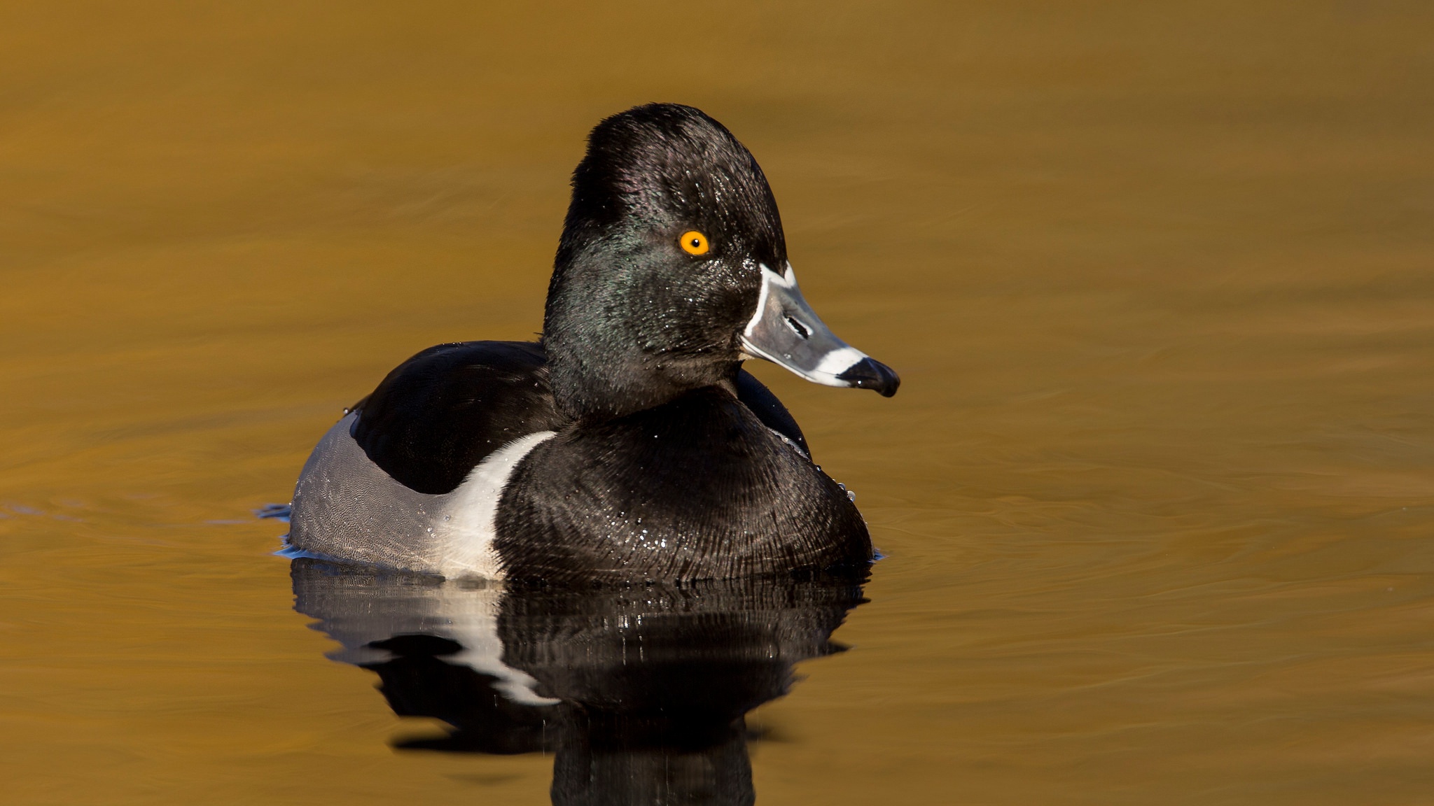 Обои водоем, птица, клюв, утка, ошейниковая чернеть, pond, bird, beak, duck, tufted duck collared разрешение 2048x1152 Загрузить