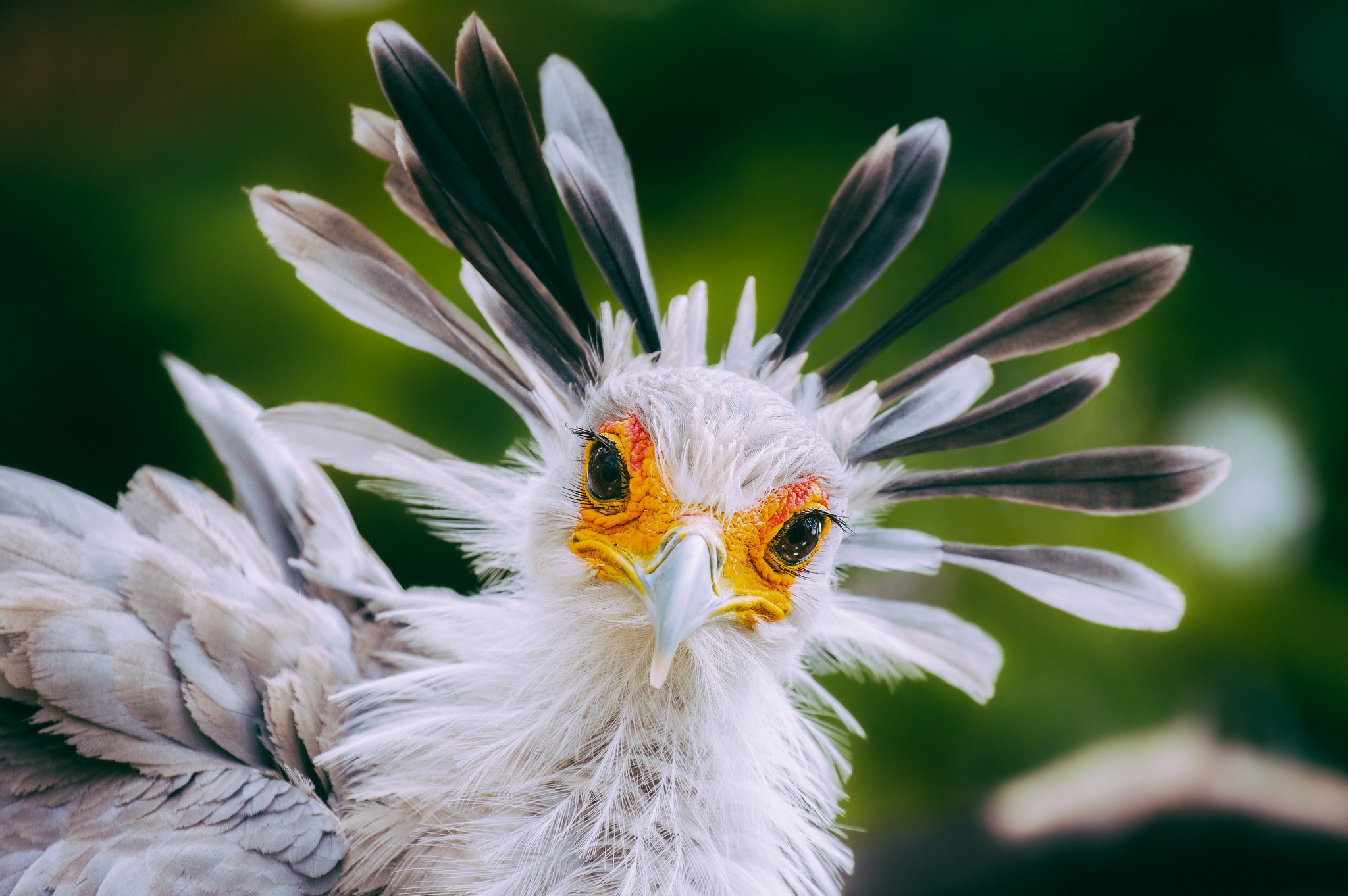 Обои взгляд, птица, клюв, перья, птица-секретарь, look, bird, beak, feathers, secretary bird разрешение 2048x1362 Загрузить