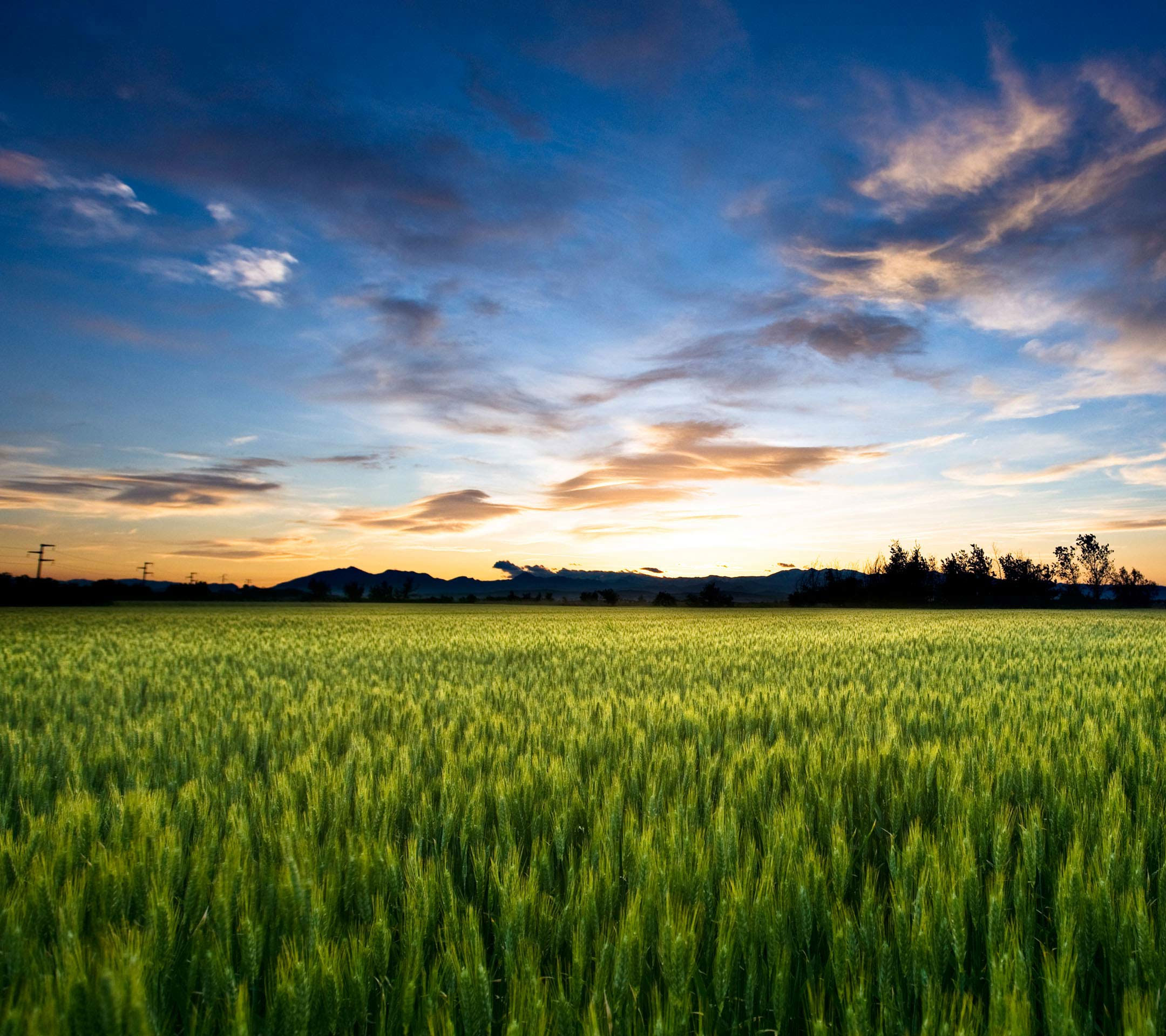 Обои небо, облака, поле, горизонт, колосья, пшеница, the sky, clouds, field, horizon, ears, wheat разрешение 2160x1920 Загрузить