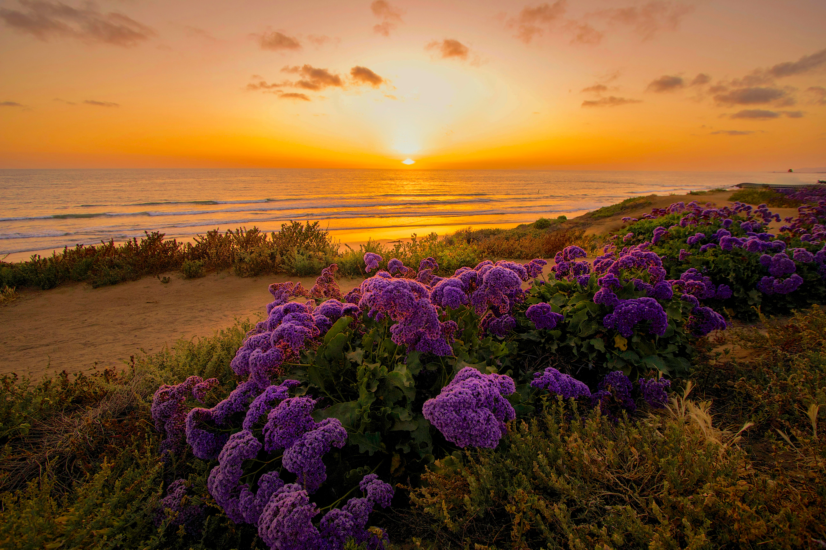 Flower sunset. Калифорния тихий океан. Сиреневое море. Рассвет на море. Пейзаж в фиолетовых тонах.