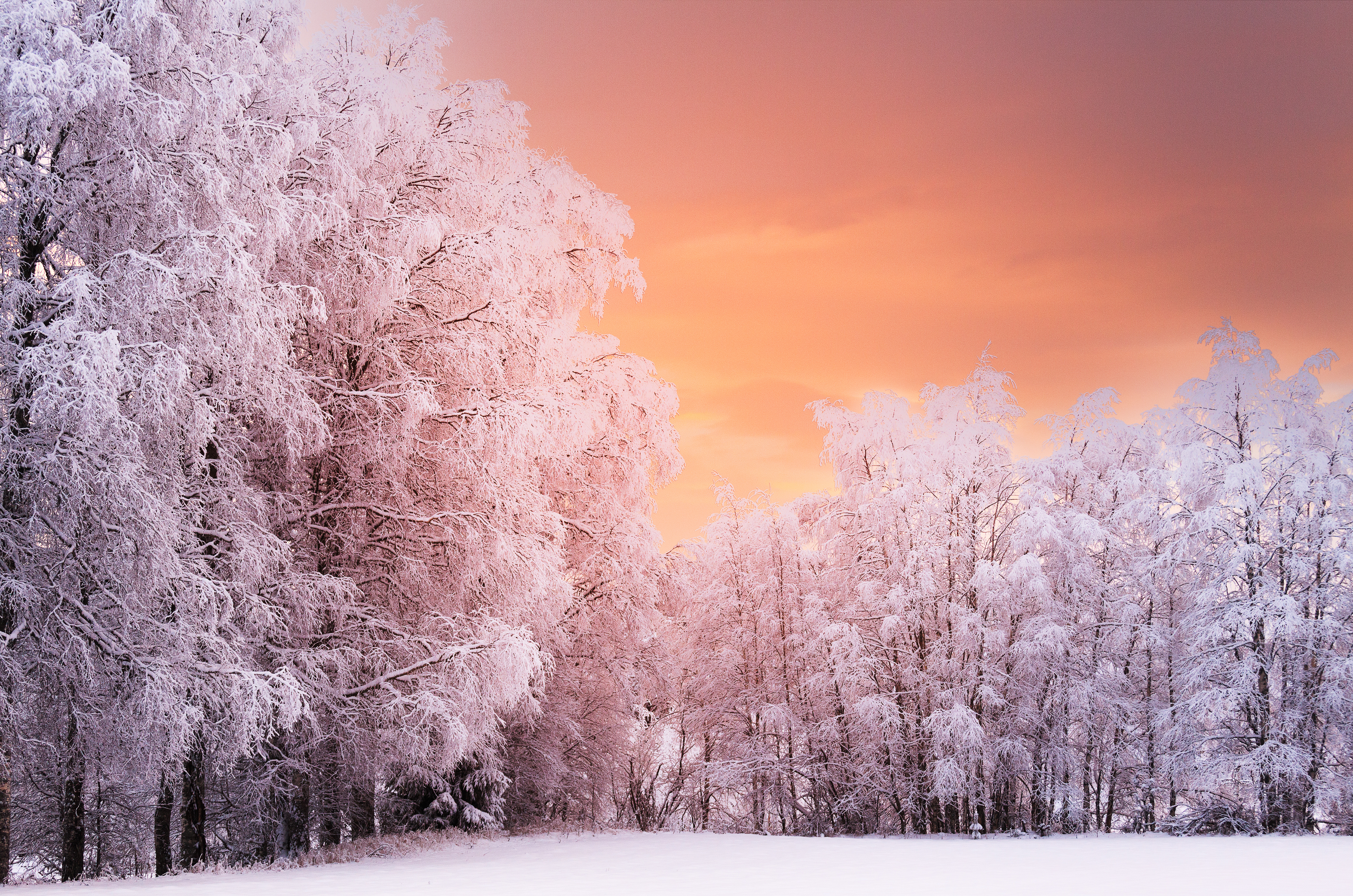 Картинки зима красивые. Красивая зима. Природа зима. Зимний лес. Красивый зимний лес.