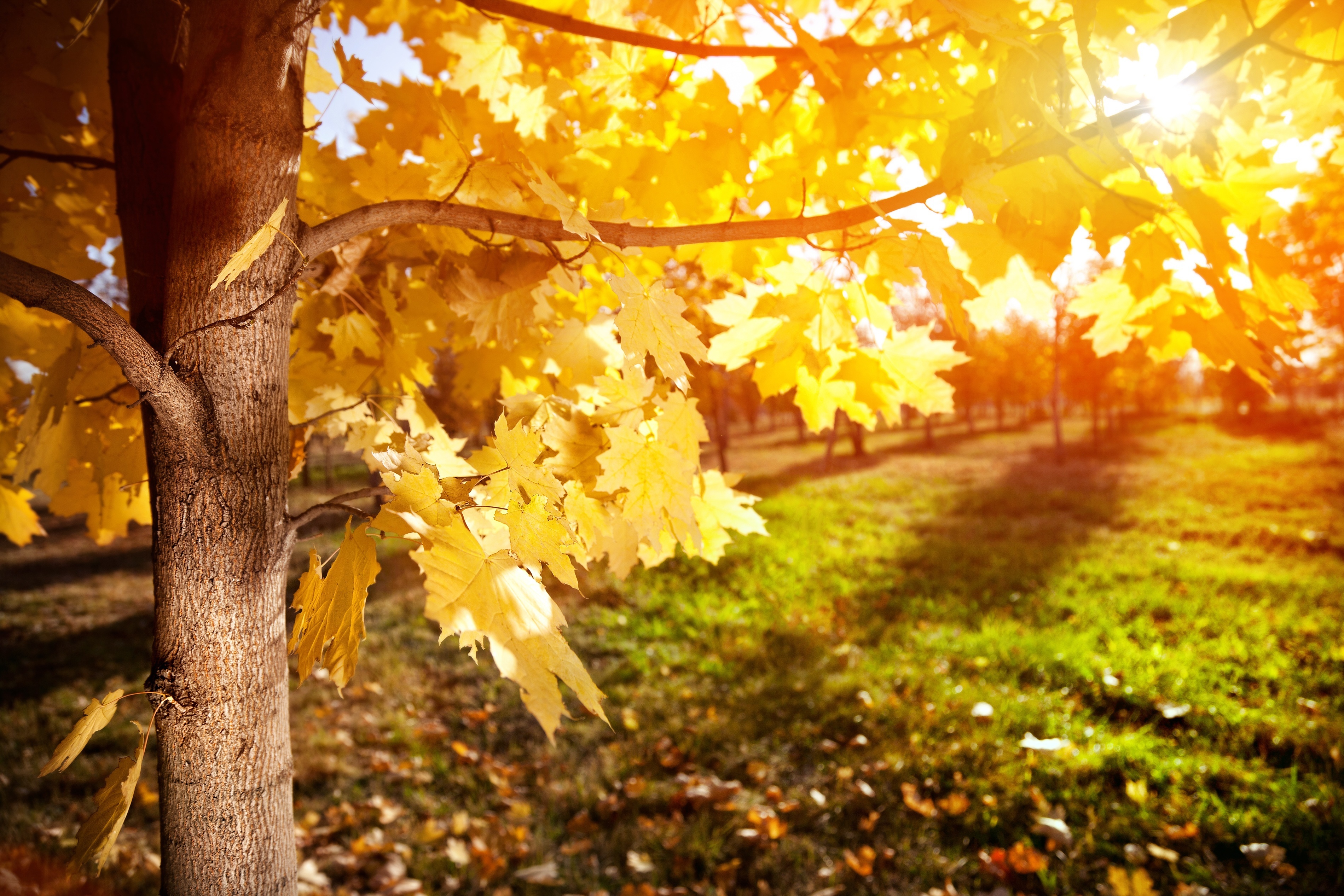 Обои деревья, листья, лучи, ветки, листва, осень, клен, trees, leaves, rays, branches, foliage, autumn, maple разрешение 3800x2534 Загрузить