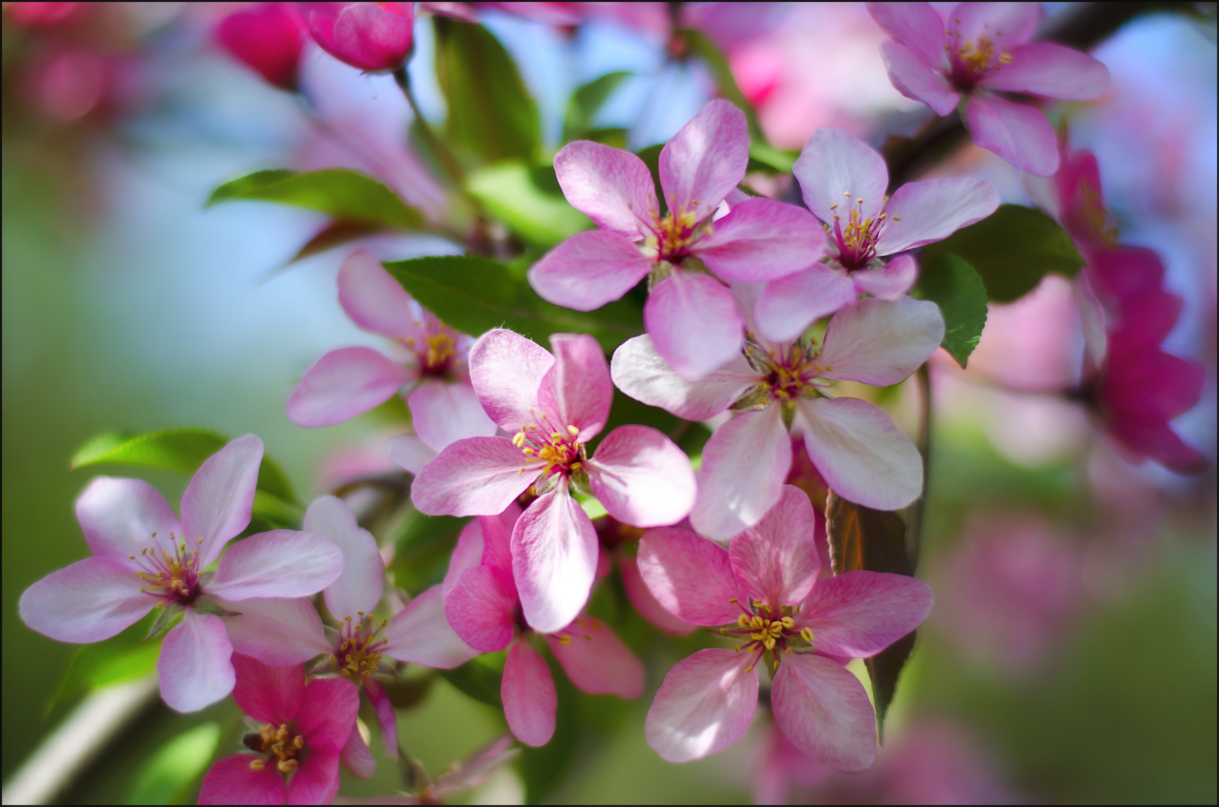 Обои цветы, природа, цветение, весна, яблоня, flowers, nature, flowering, spring, apple разрешение 2500x1655 Загрузить