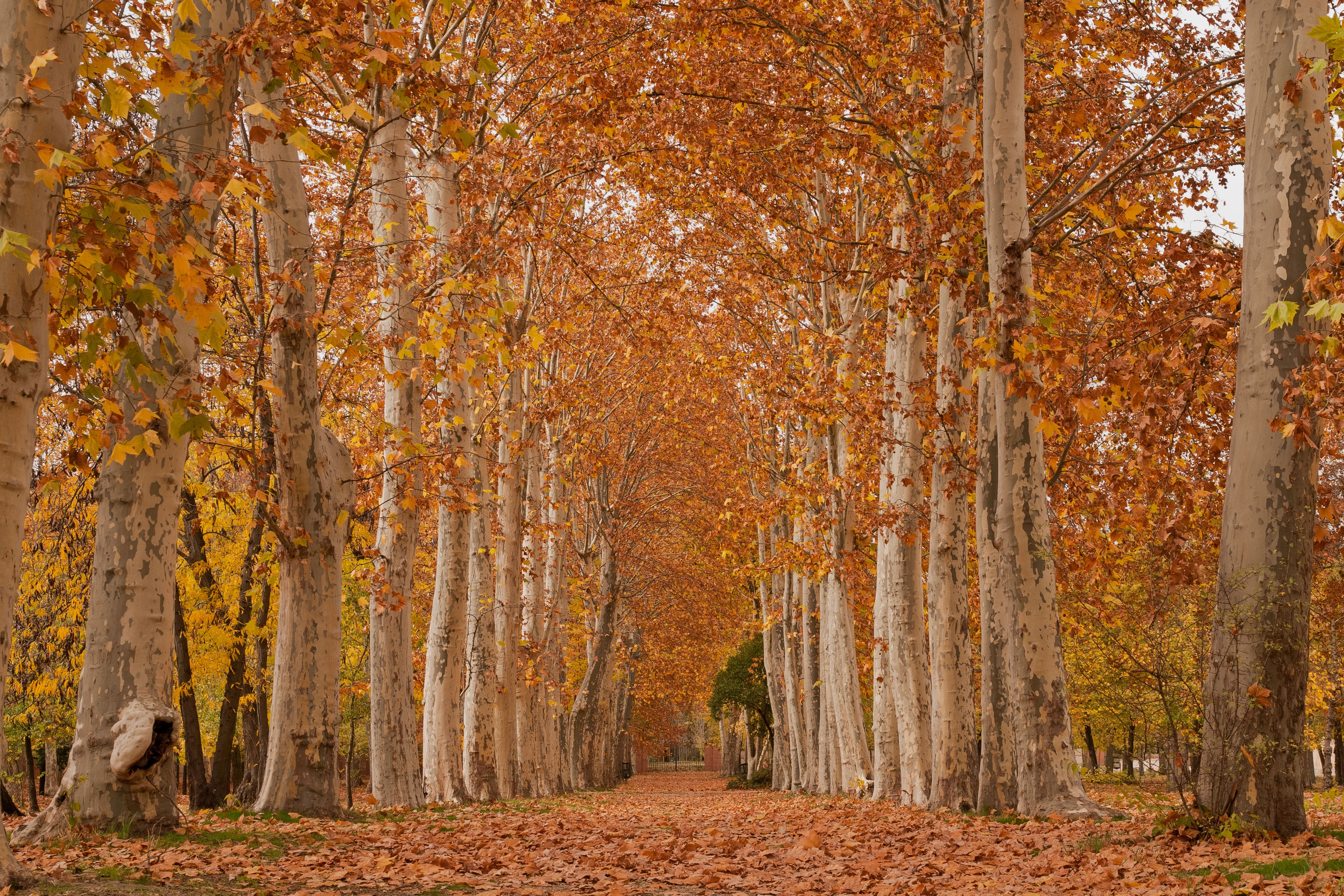 Обои деревья, листья, парк, осень, аллея, платан, trees, leaves, park, autumn, alley, sycamore разрешение 3844x2563 Загрузить