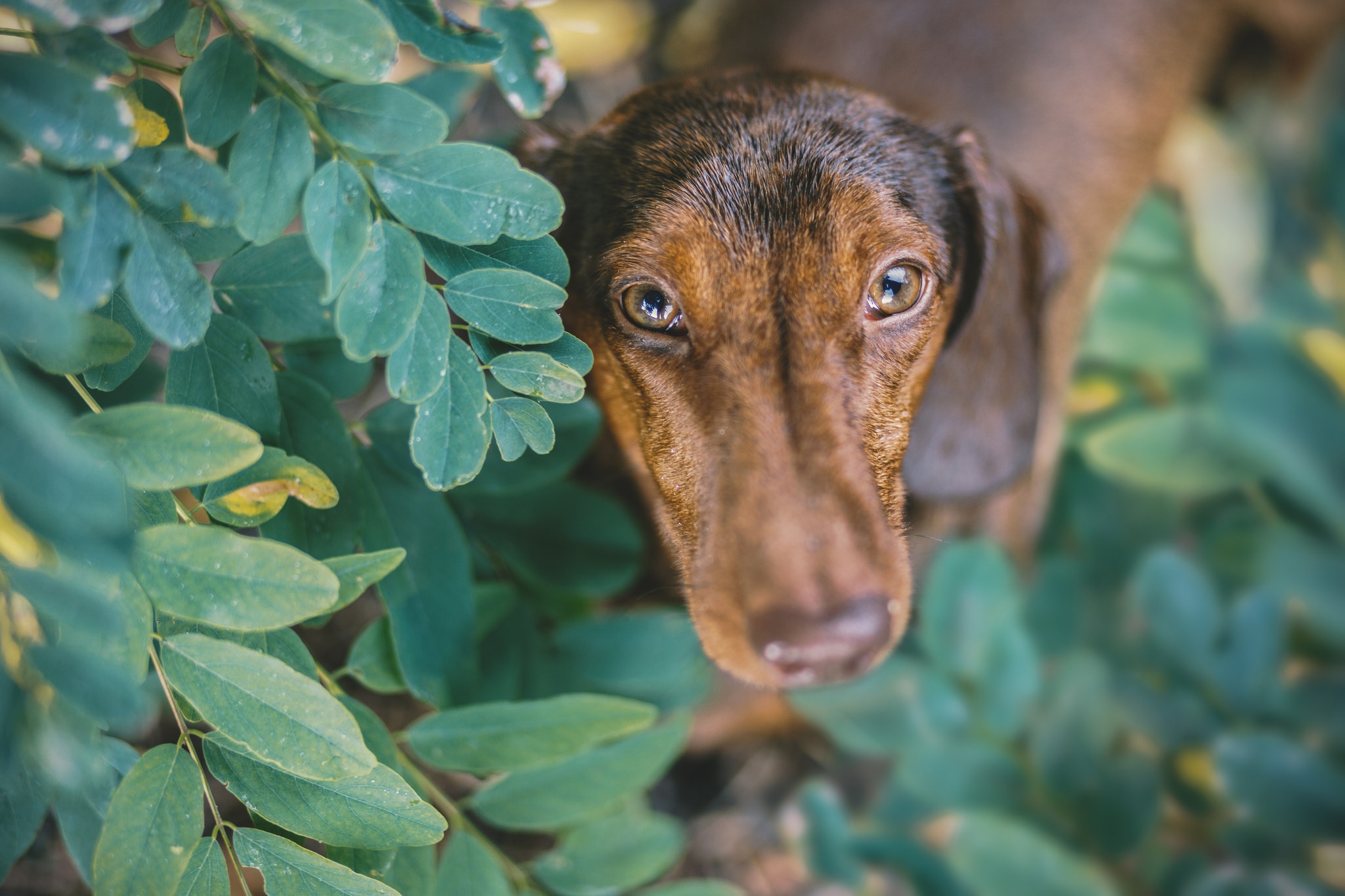 Обои листья, мордочка, ветки, взгляд, собака, щенок, такса, leaves, muzzle, branches, look, dog, puppy, dachshund разрешение 2048x1365 Загрузить