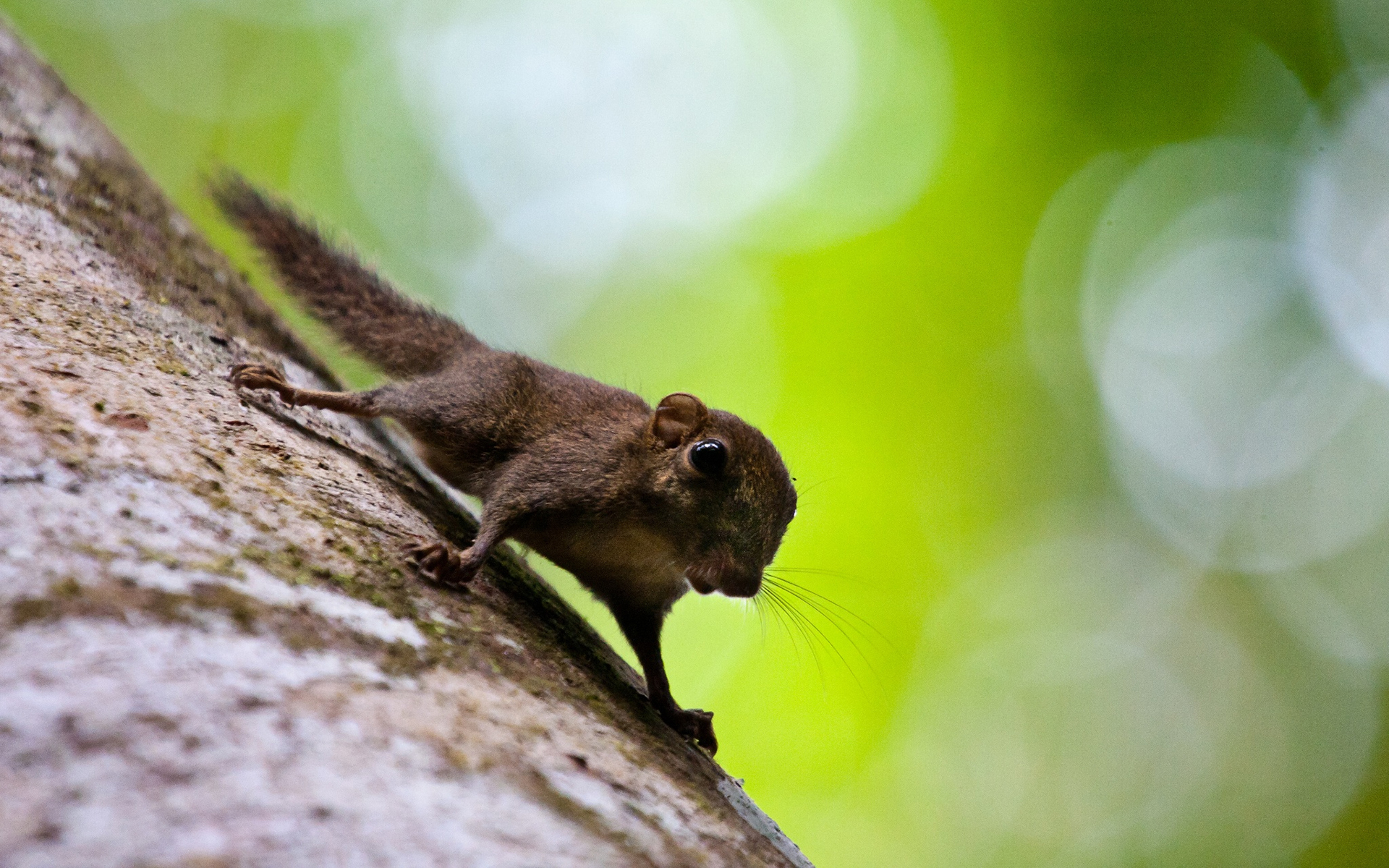 Animal tree