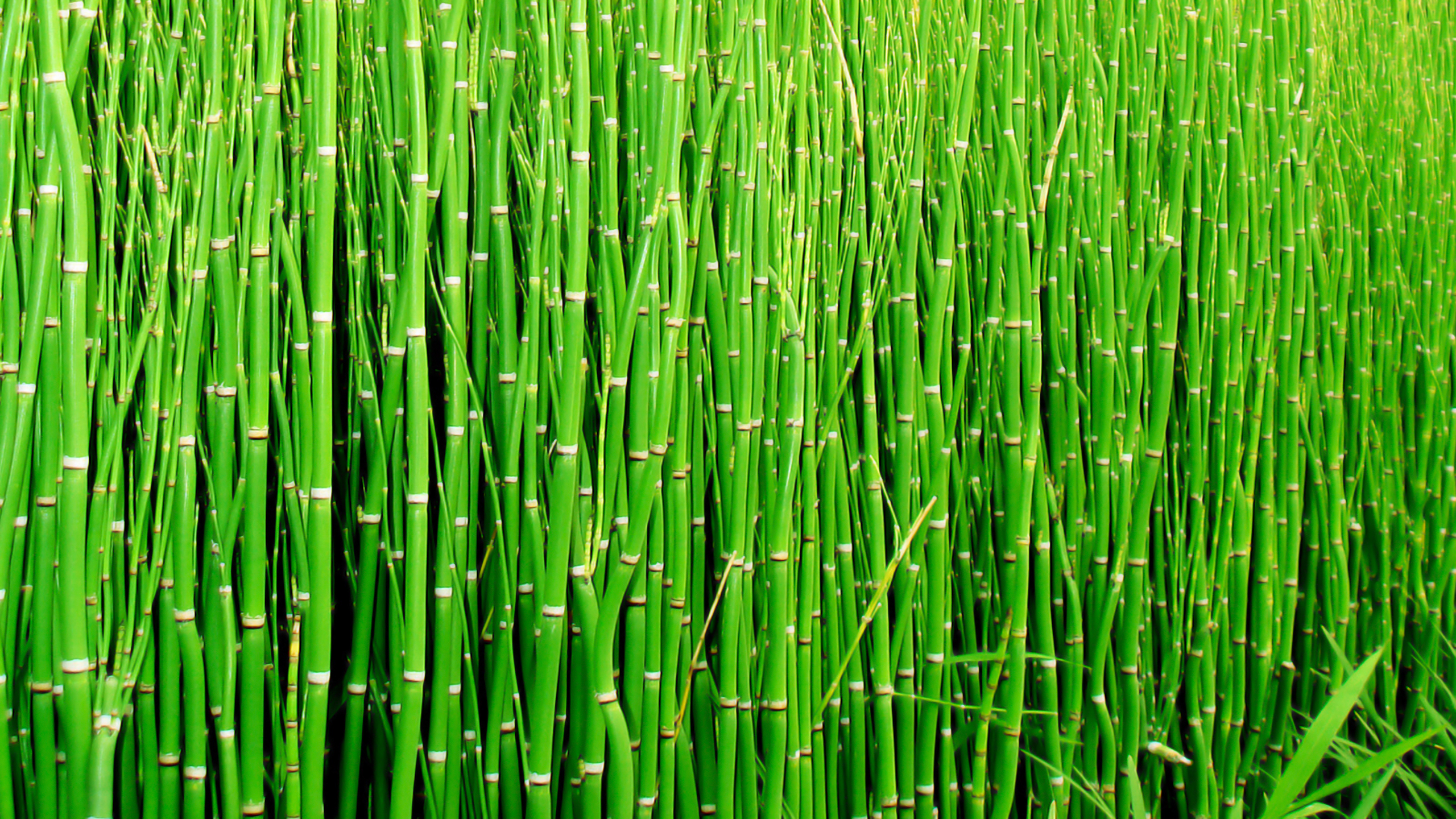 Хвощ водное растение. Хвощ зимующий. Бамбук тростниковый bambusa arundinacea. Equisetum hiemale хвощ зимующий. Хвощ зимующий(Equisetum hyemale l.).