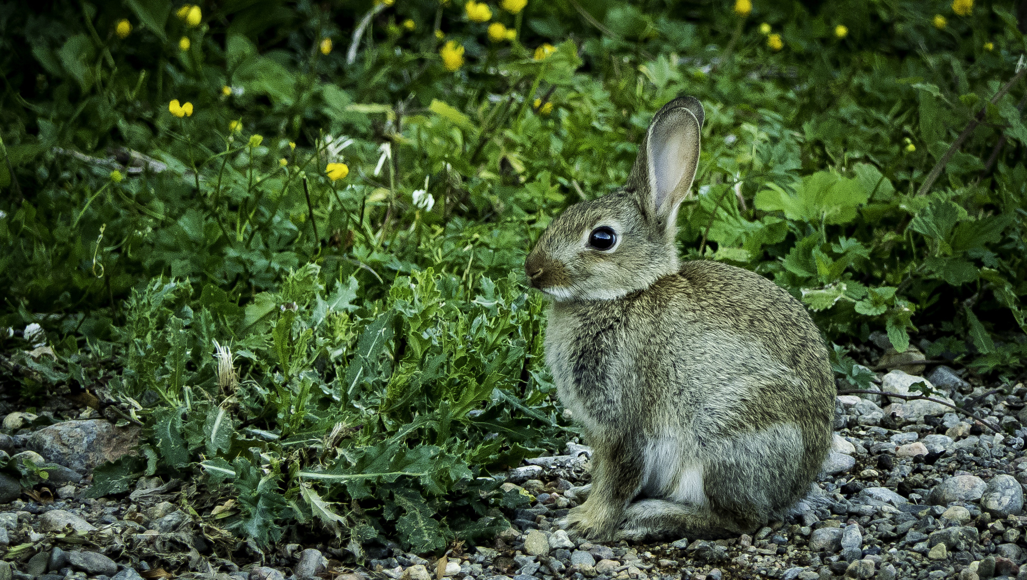 Мире животных зайцы. Европейский дикий кролик. Дикий кролик (Европейский кролик). Отряд зайцеобразные. Зайцеобразные млекопитающие.