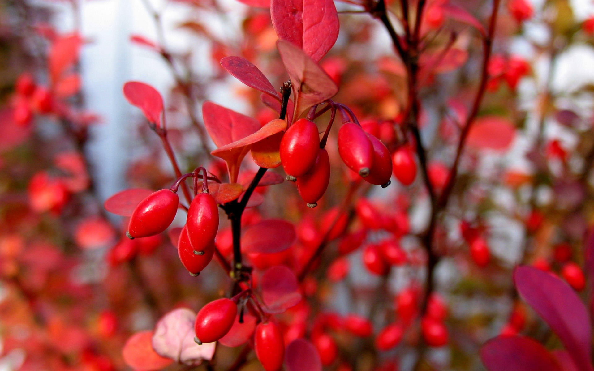 Обои листья, макро, ветки, осень, ягоды, куст, барбарис, leaves, macro, branches, autumn, berries, bush, barberry разрешение 1920x1200 Загрузить