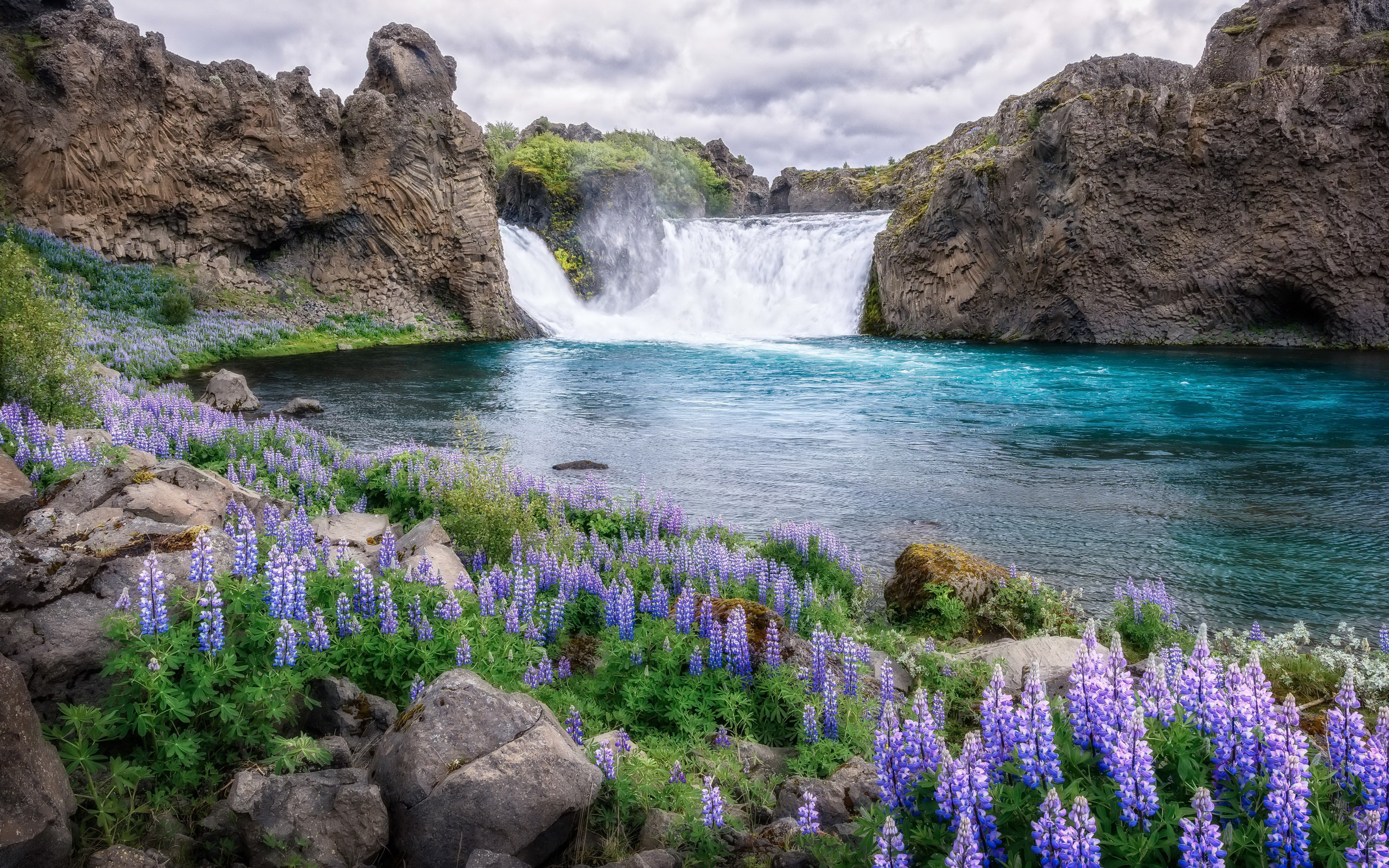 Обои цветы, река, природа, водопад, flowers, river, nature, waterfall разрешение 2560x1600 Загрузить