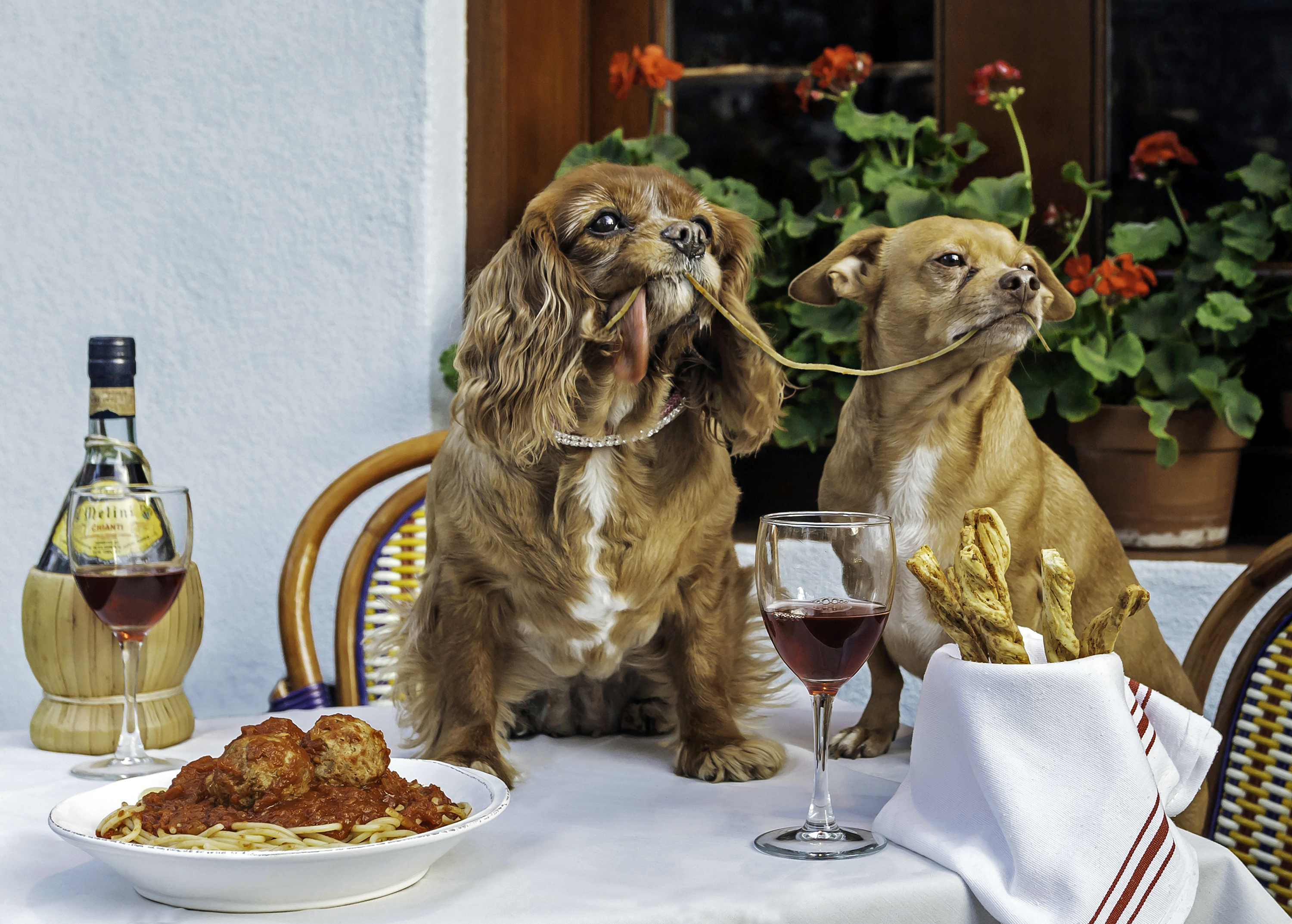 Dog dinner. Собака с вином. Собака ужинает. Вино с собачкой. Ужин собачки.