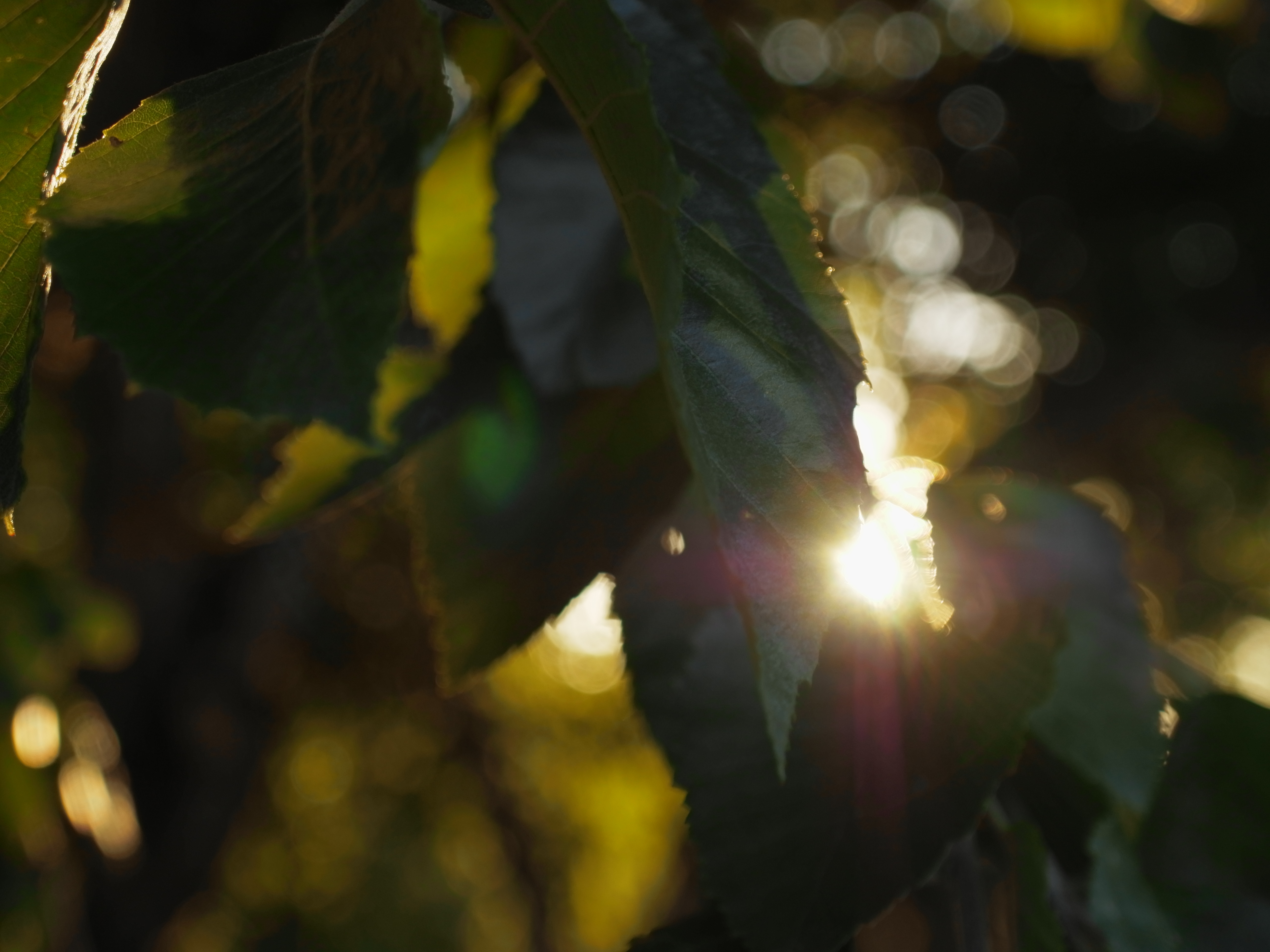 Leaves light on. Свет сквозь листву. Солнечный свет. Солнце через листву. Листва в солнечных бликах.