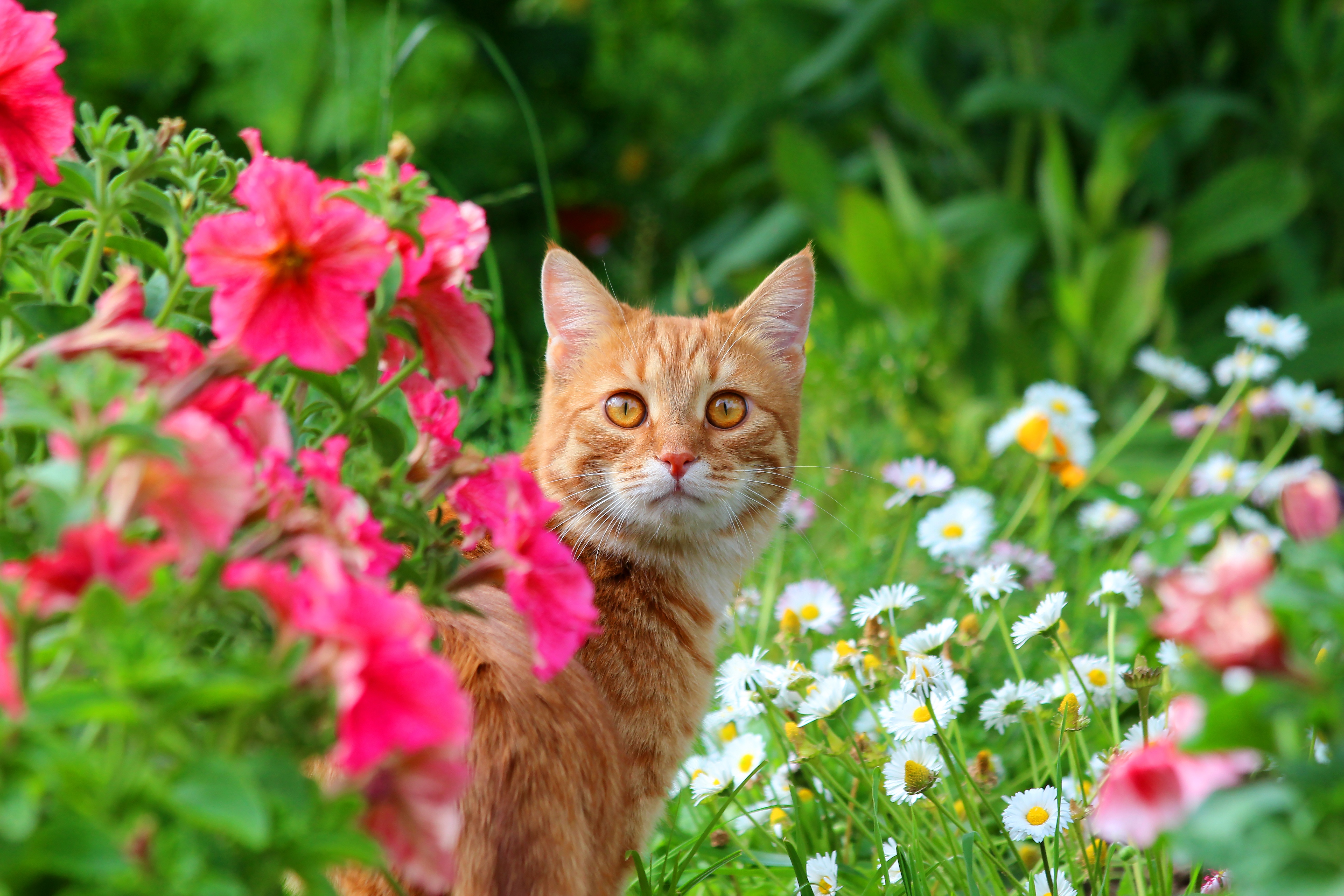 Обои цветы, кот, мордочка, кошка, взгляд, луг, животное, flowers, cat, muzzle, look, meadow, animal разрешение 5184x3456 Загрузить