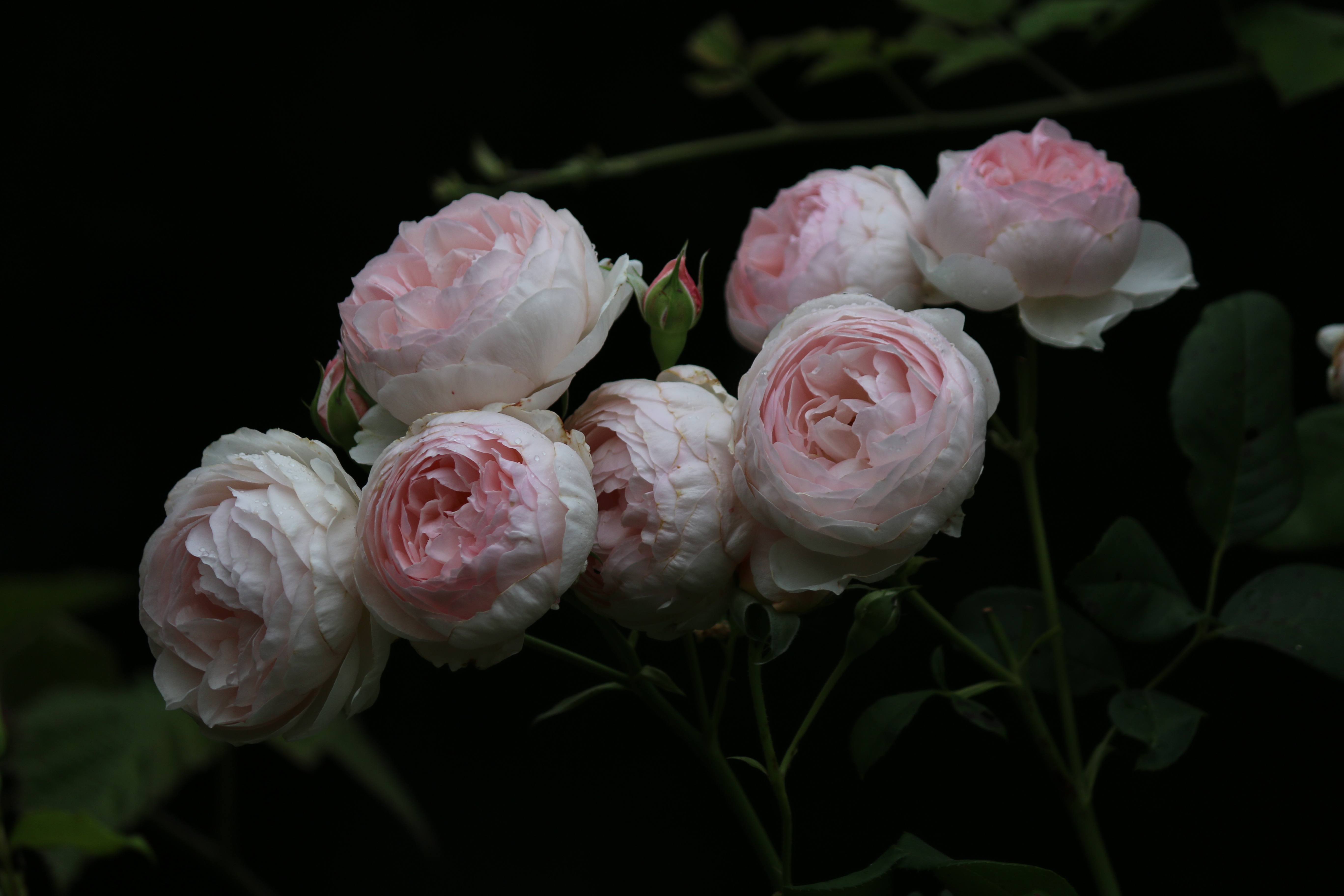 Розы бел пионы