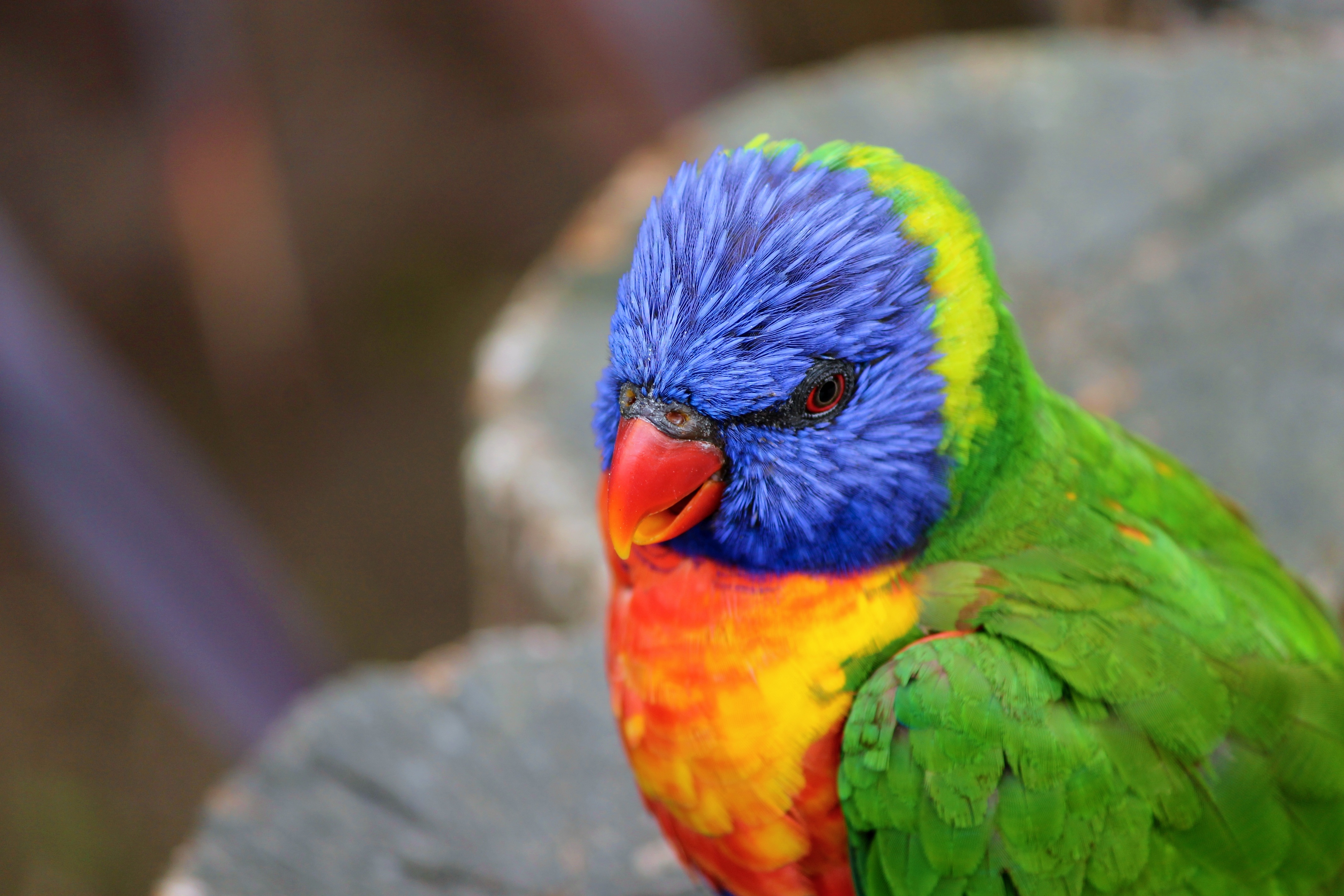 Обои птица, клюв, перья, попугай, радужный лорикет, bird, beak, feathers, parrot, rainbow lorikeet разрешение 4272x2848 Загрузить