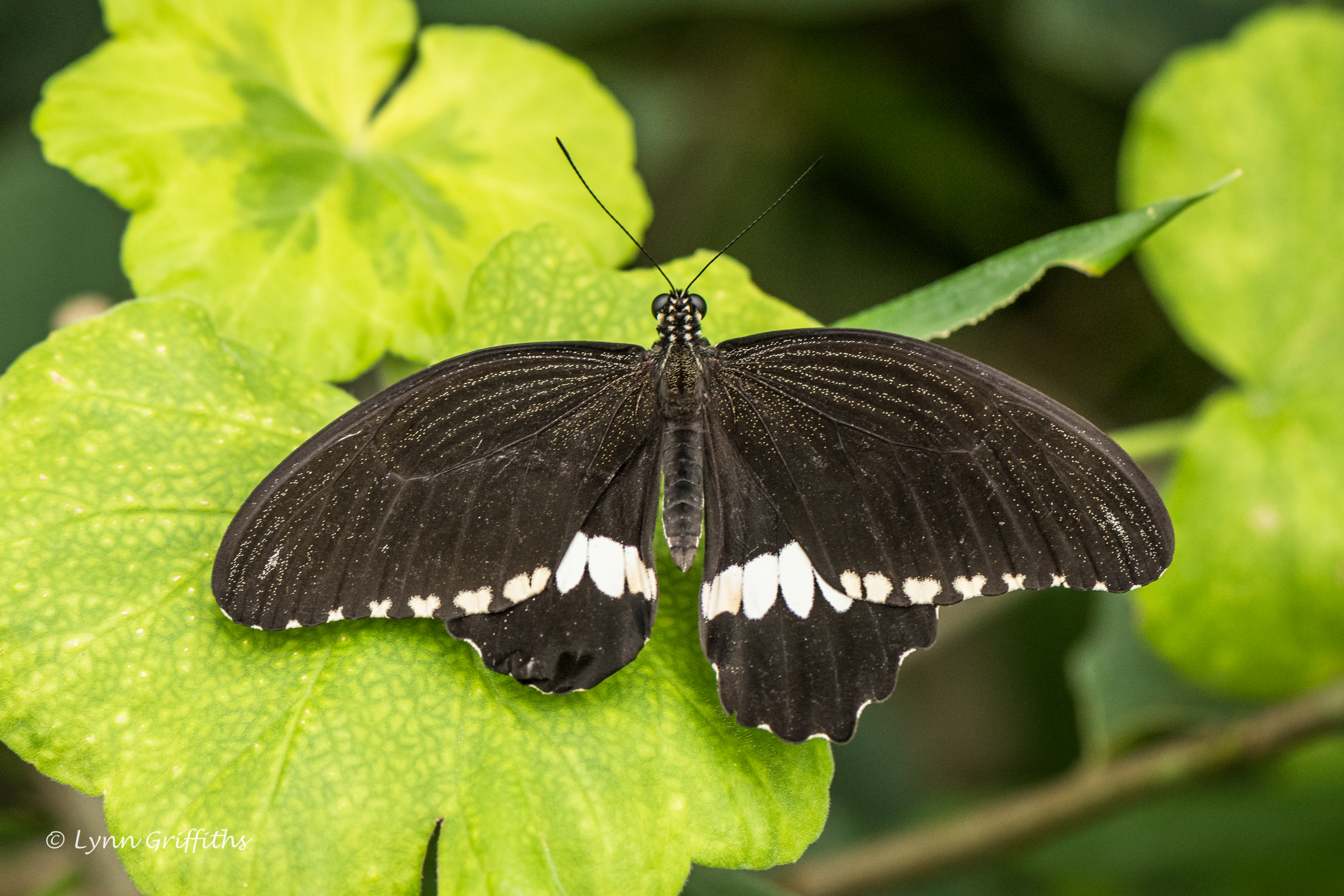 Листья похожи на крылья бабочки. Papilio delalandei. Бархатная бабочка насекомое. Бархатистая бабочка. Бархатный мотылек.