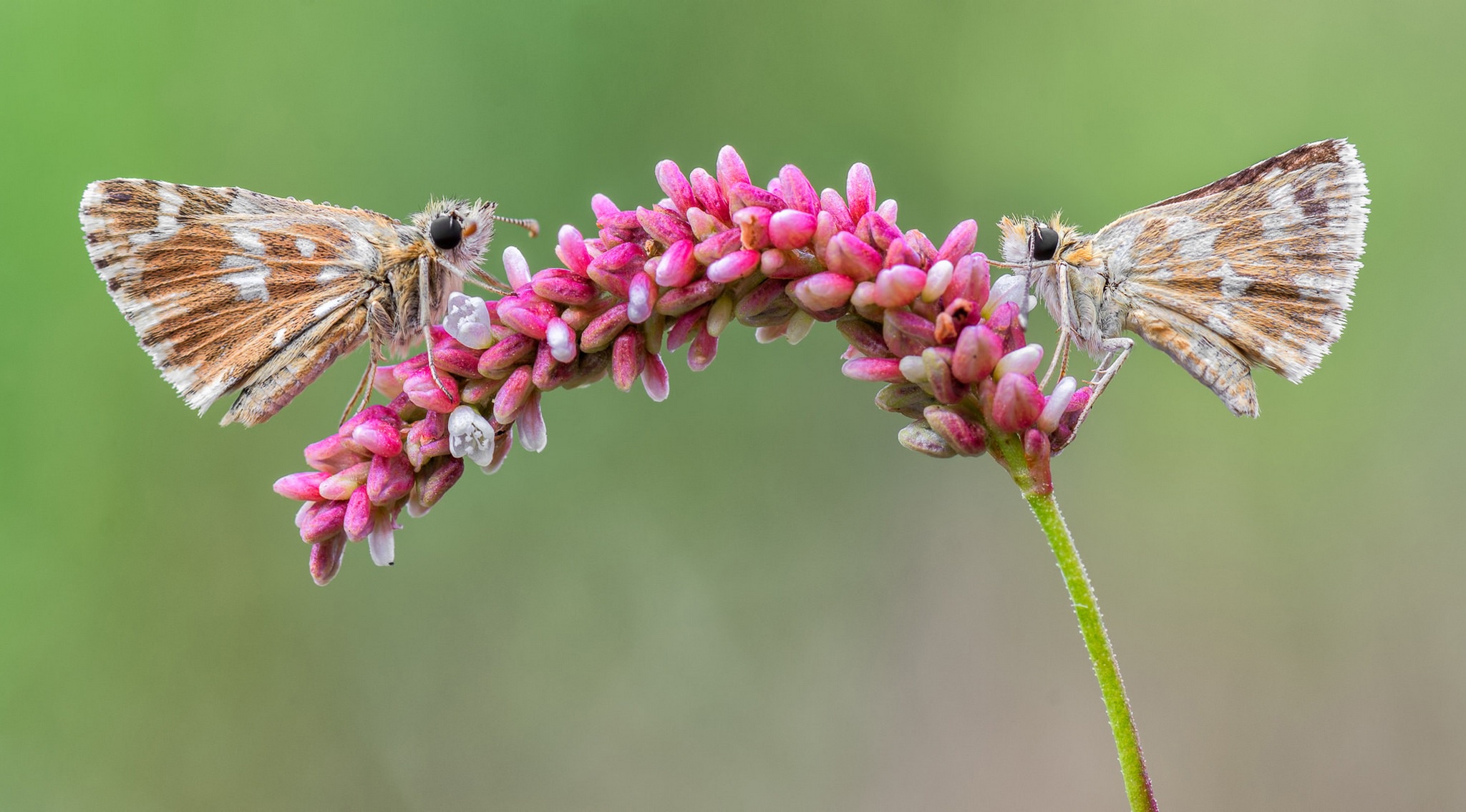 Крылья цветов. Cicada Wings qudrober.