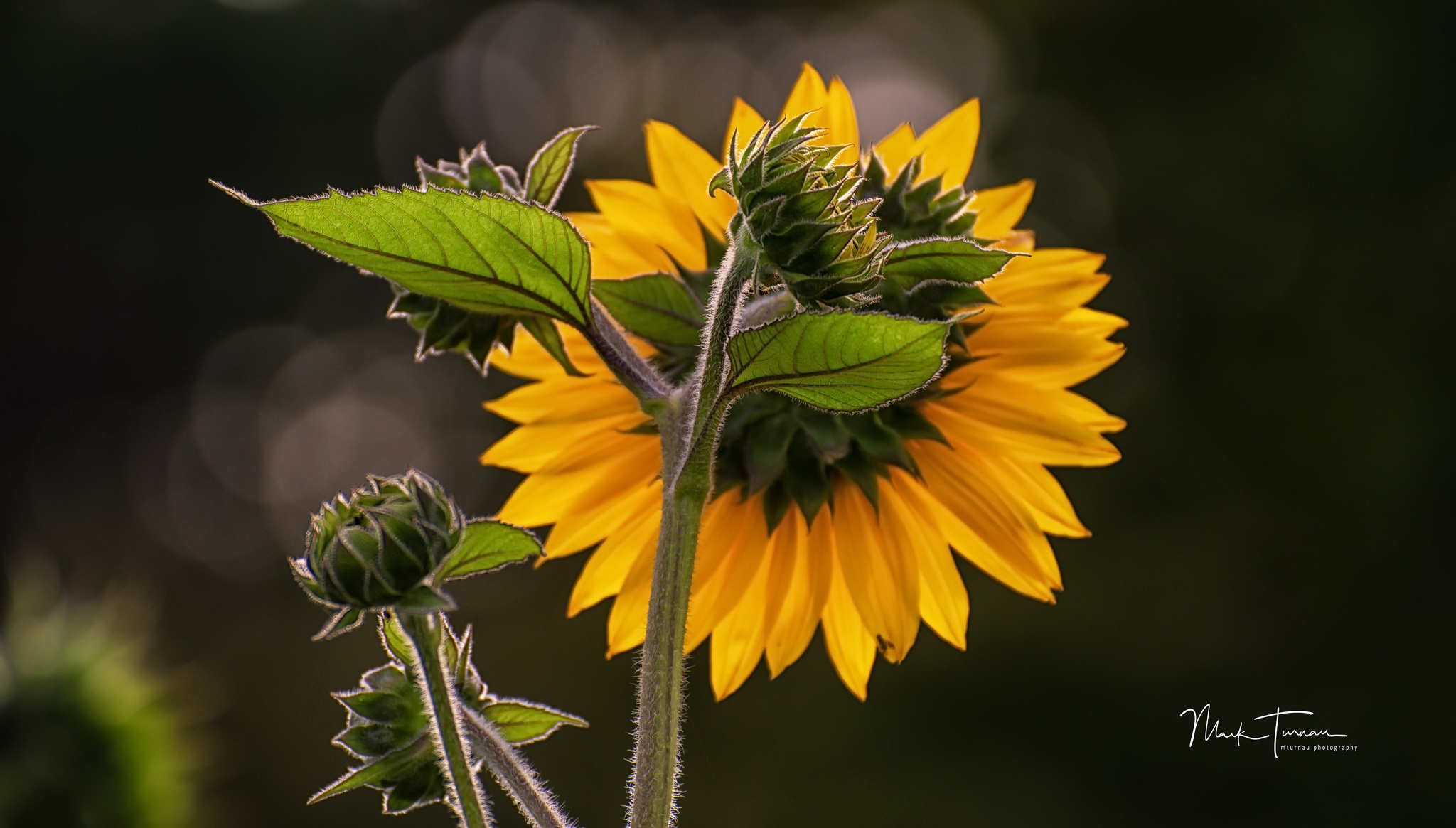 Обои природа, лепестки, подсолнух, подсолнухи, желтые, nature, petals, sunflower, sunflowers, yellow разрешение 2048x1165 Загрузить