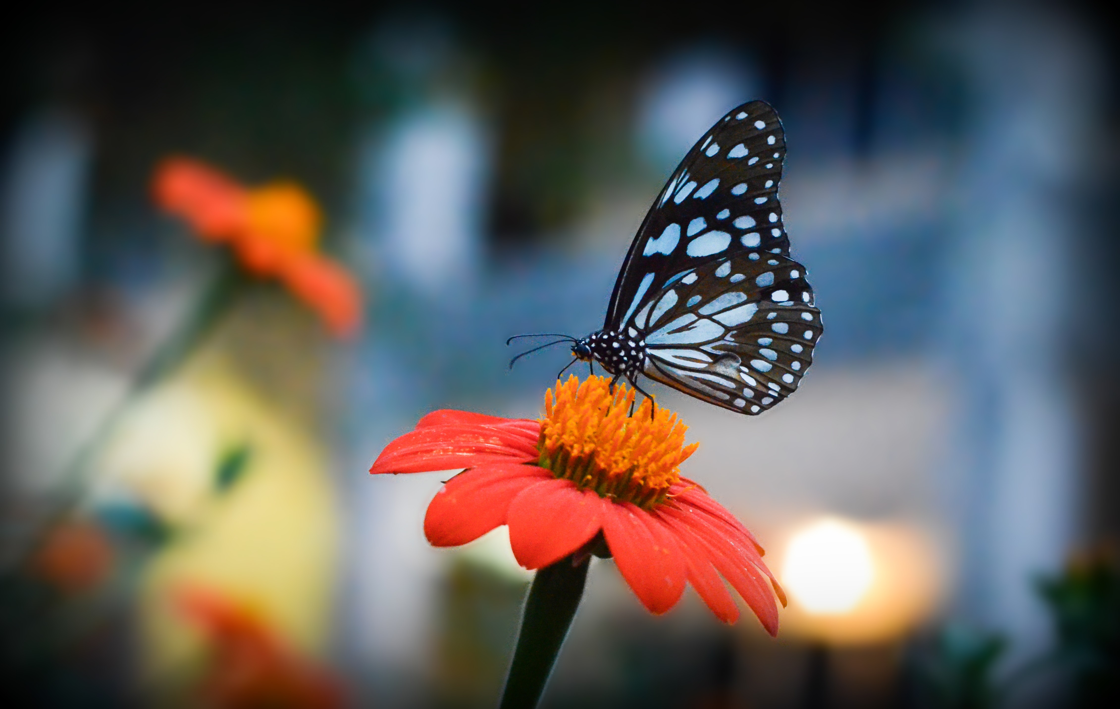 Лепесток крыло бабочки. Волшебные бабочки. Цветок лепестки бабочки. Бабочка боком фото.