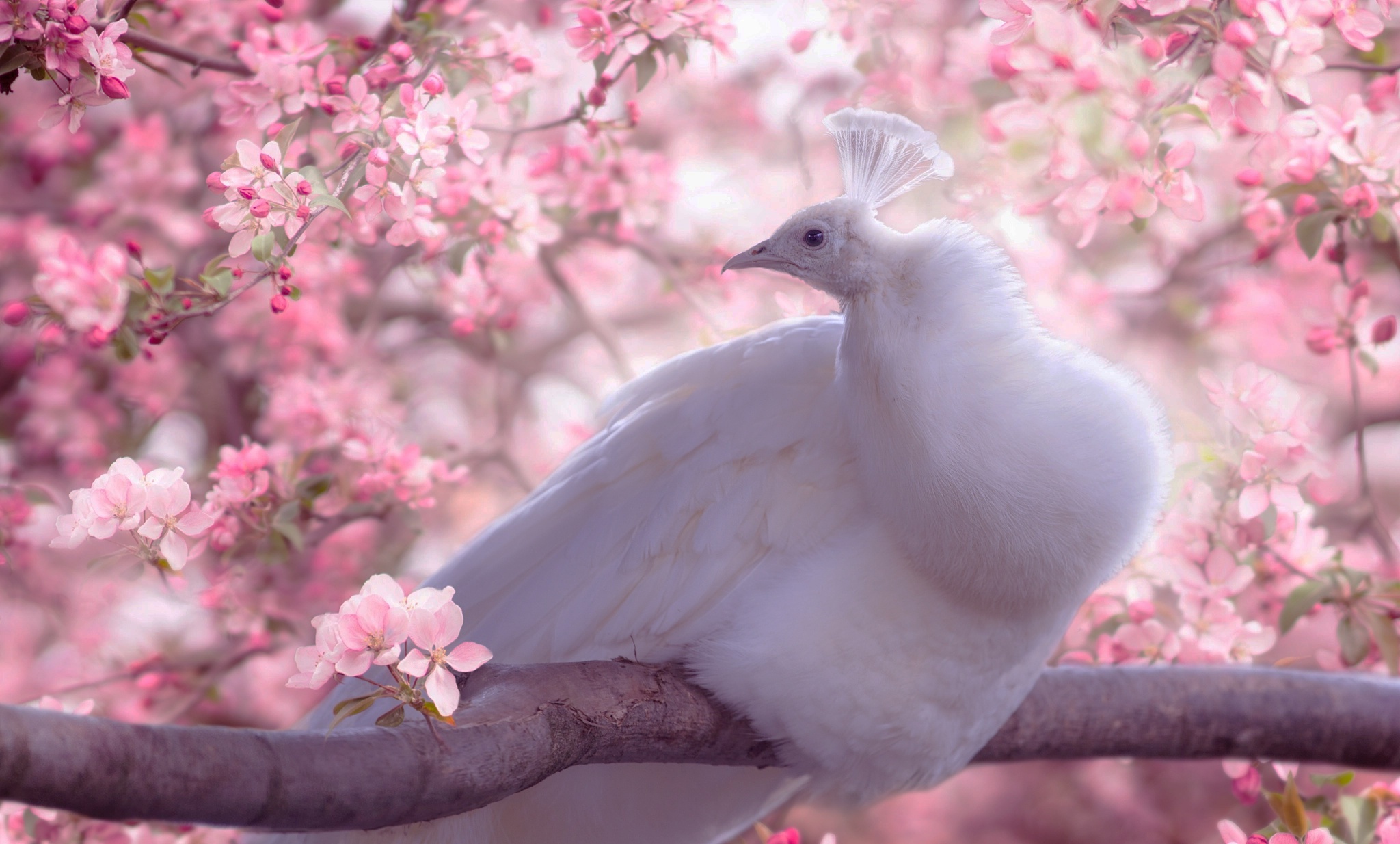 Обои цветы, белый, птица, клюв, весна, павлин, перья, сакура, flowers, white, bird, beak, spring, peacock, feathers, sakura разрешение 2048x1234 Загрузить