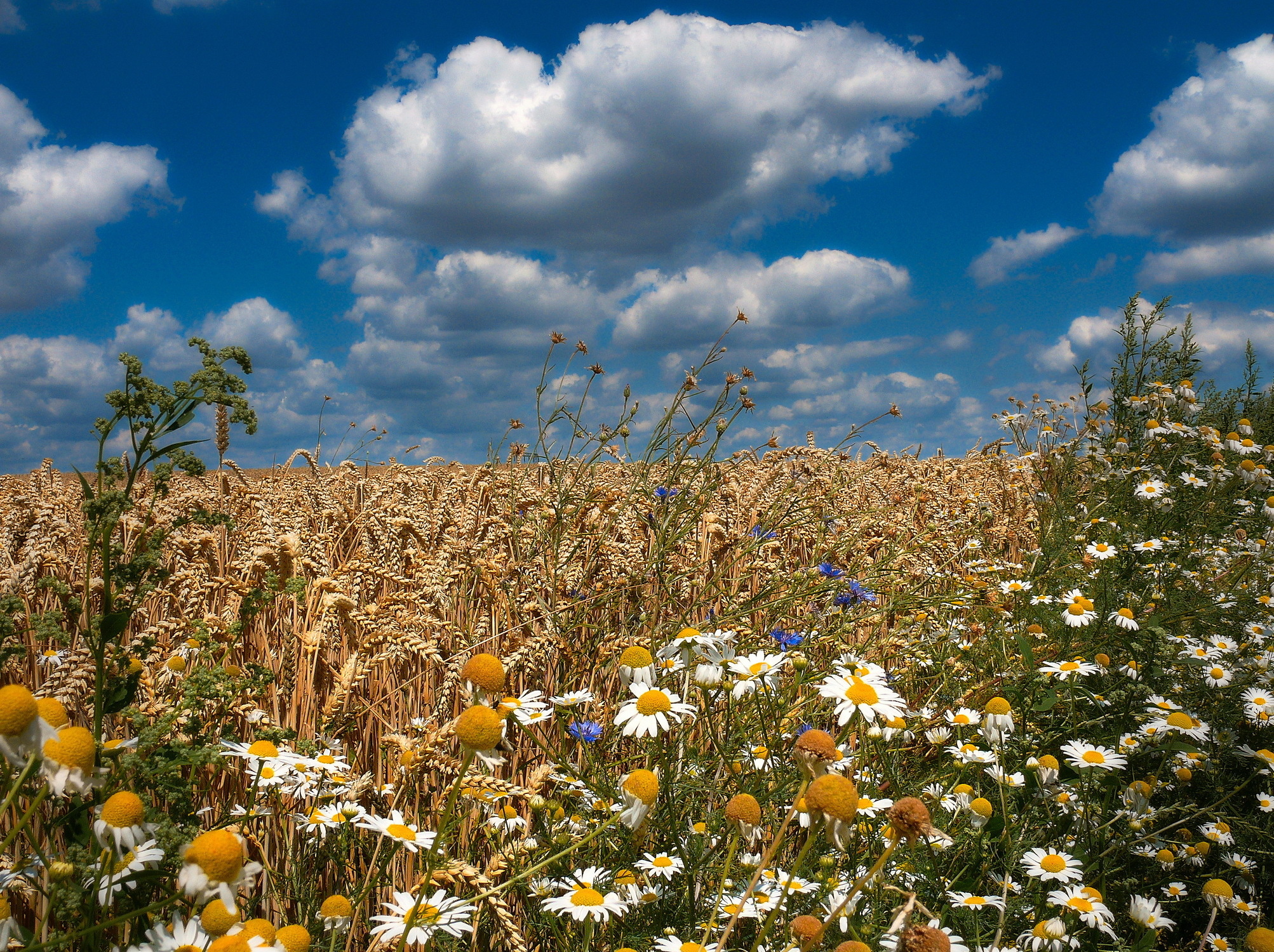 Картинки конца лета. Поле пшеницы. Поле с колосьями и цветами. Лето поле колосья. Поле рожь и ромашки.