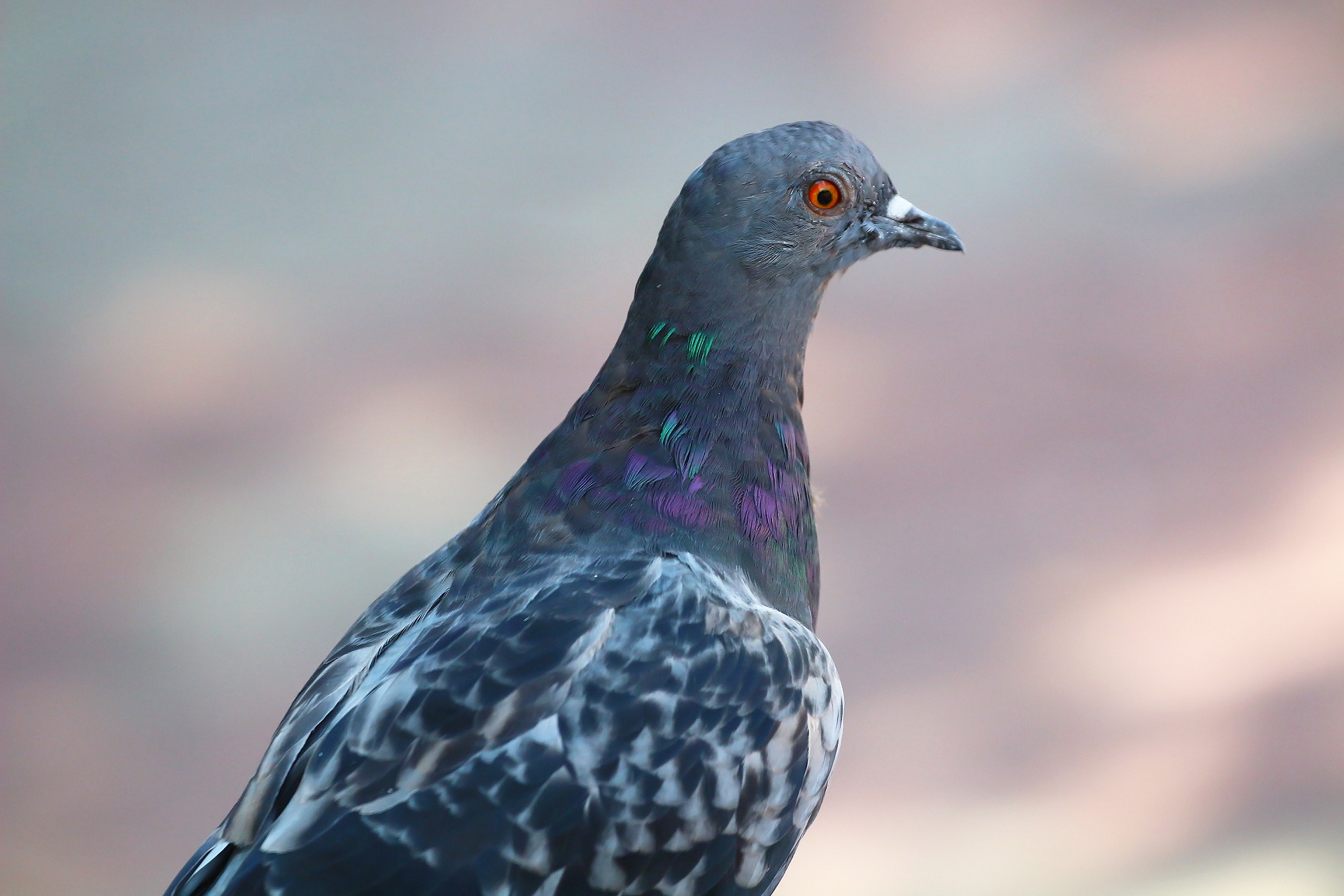 Обои фон, взгляд, птица, клюв, перья, голубь, background, look, bird, beak, feathers, dove разрешение 1920x1280 Загрузить