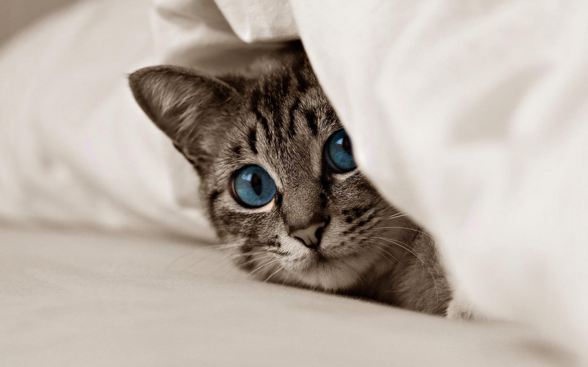 Обои кот, мордочка, усы, кошка, взгляд, котенок, голубые глаза, cat, muzzle, mustache, look, kitty, blue eyes разрешение 1920x1200 Загрузить