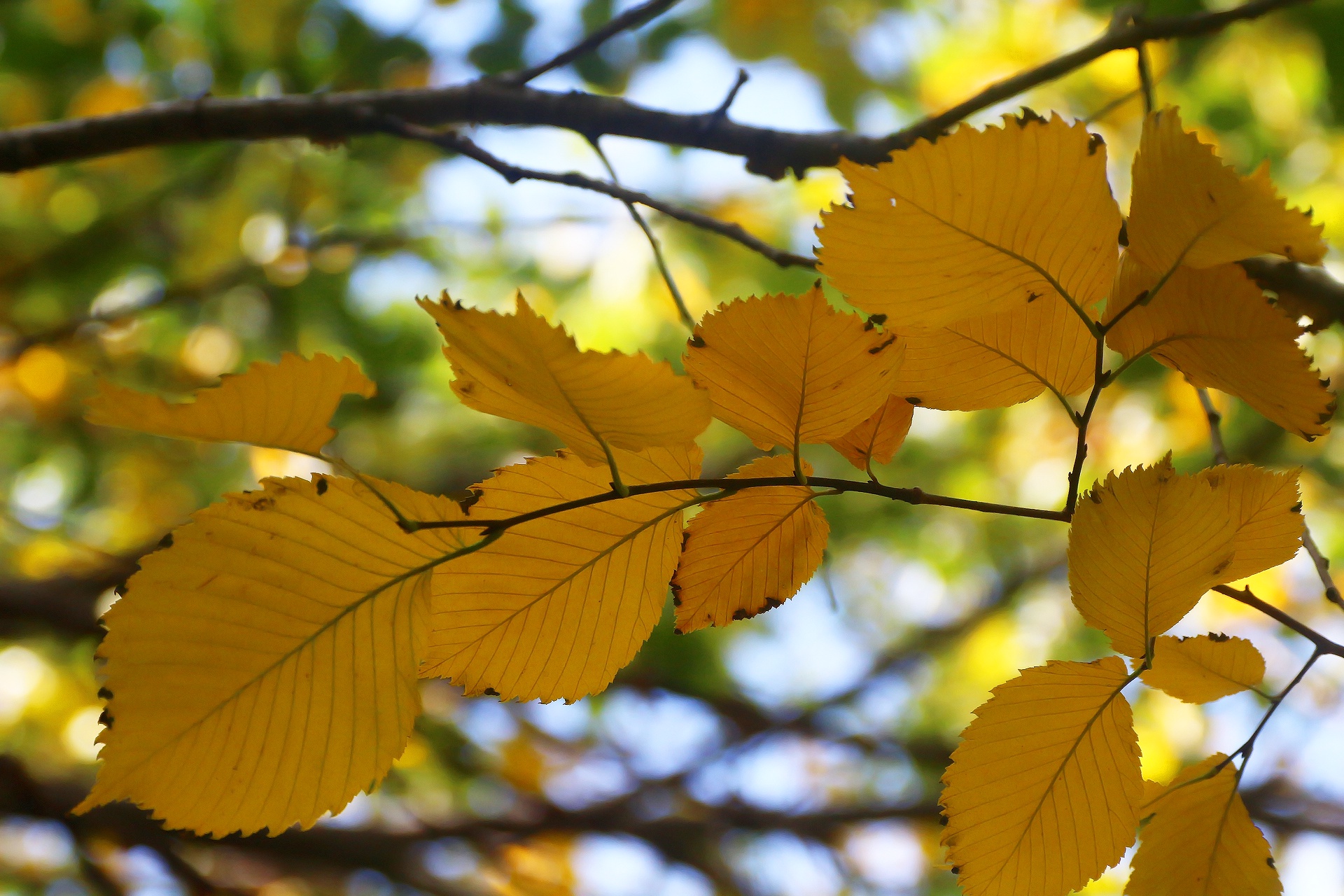 Обои листья, фон, ветки, осень, боке, осенний лист, leaves, background, branches, autumn, bokeh разрешение 1920x1280 Загрузить
