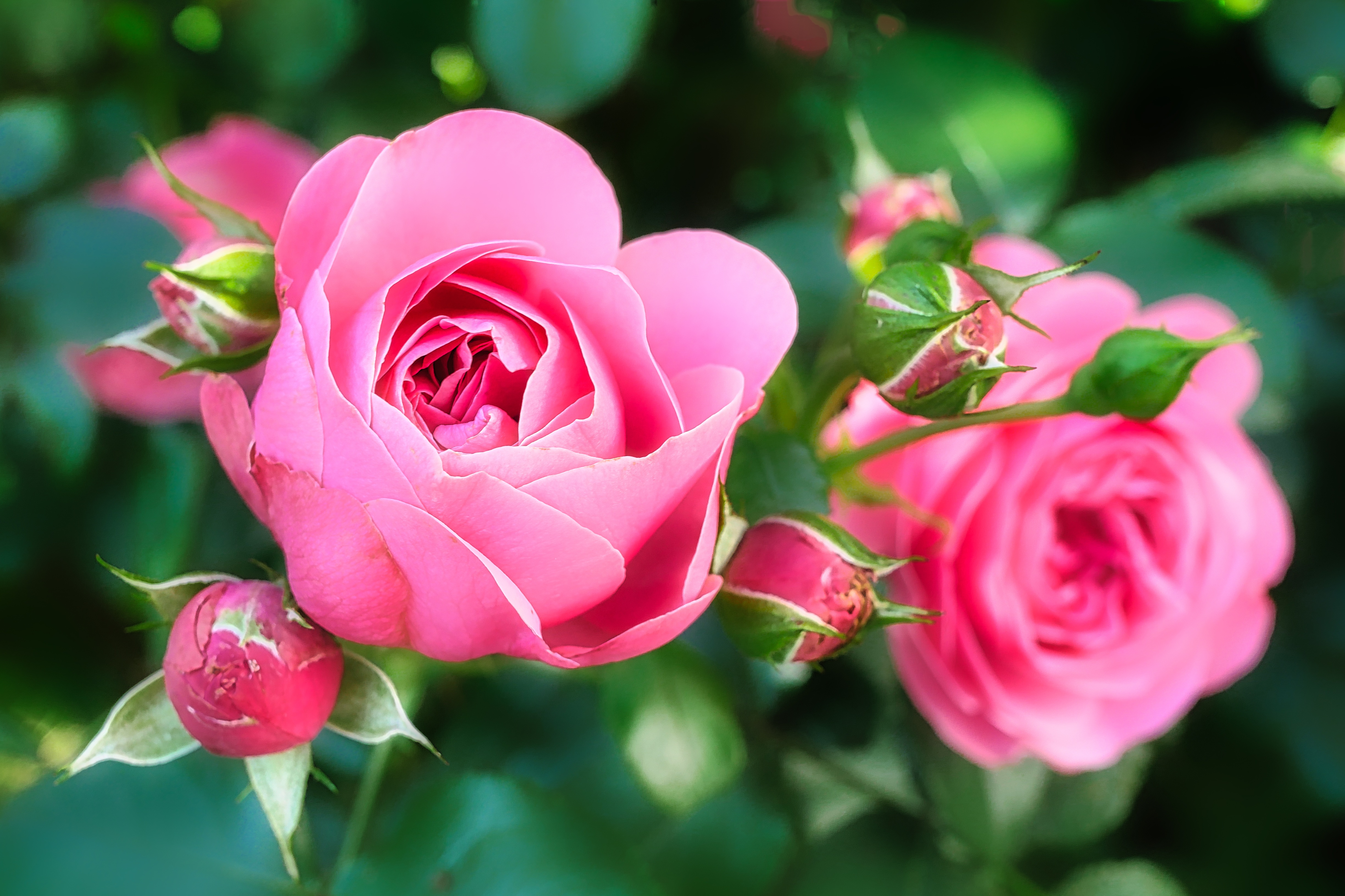 Обои цветы, бутоны, розы, лепестки, розовые, flowers, buds, roses, petals, pink разрешение 4896x3264 Загрузить