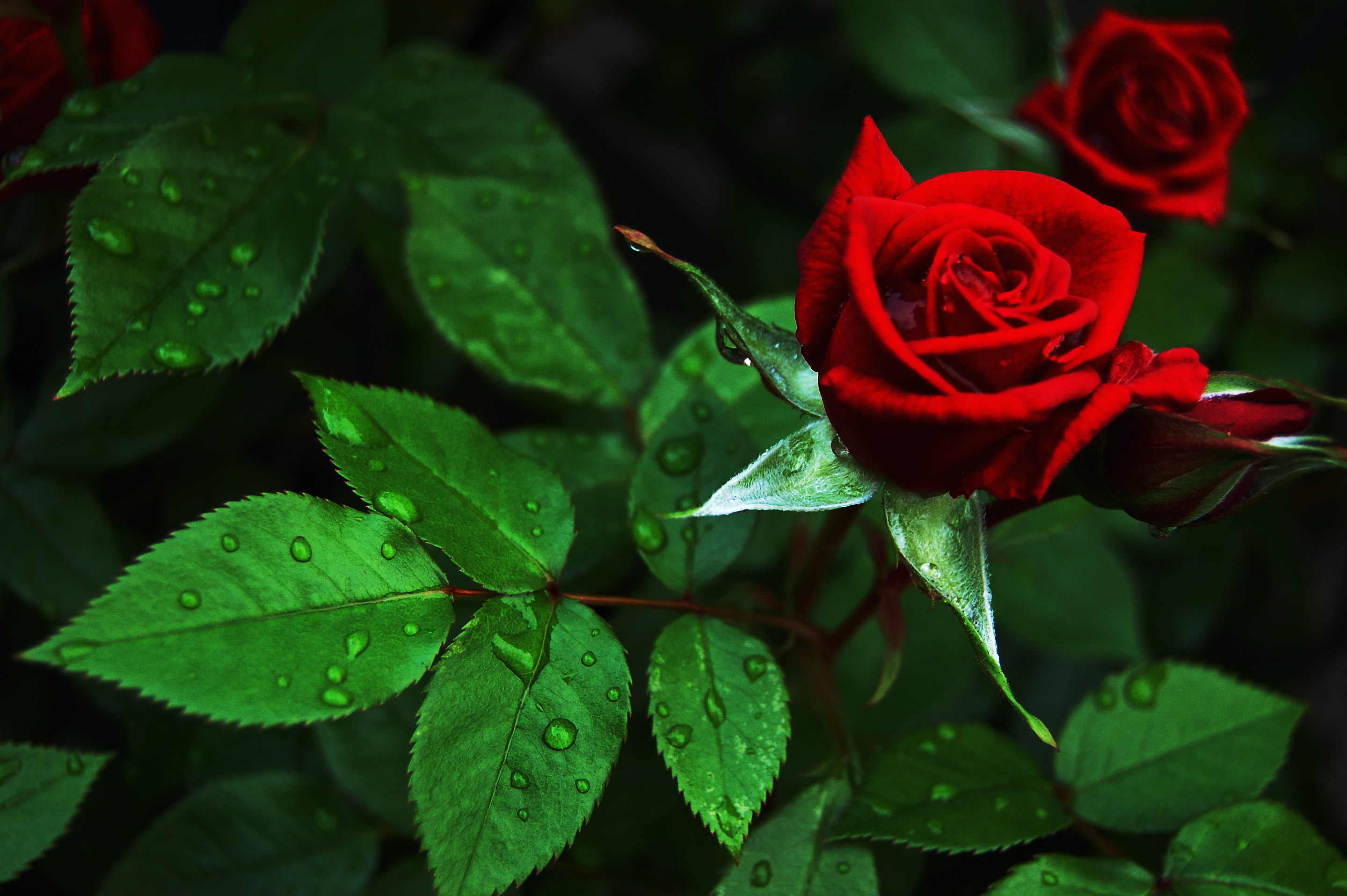 Разгадывать розы. Красные розы. Цветы розы красные. Картинки на рабочий стол розы.