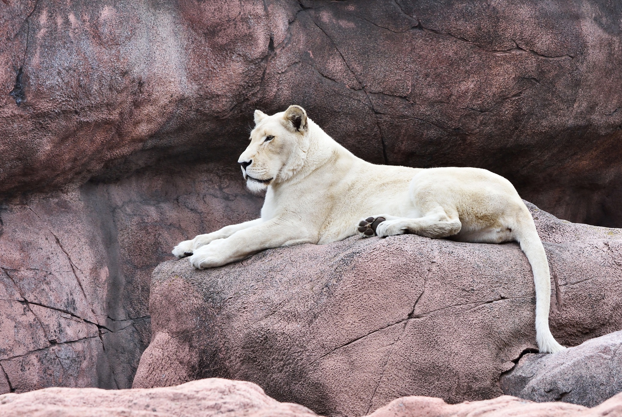 Zoo paw. Пантера альбинос. Пантера альбинос Пума. Кугуар альбинос. Львица альбинос.