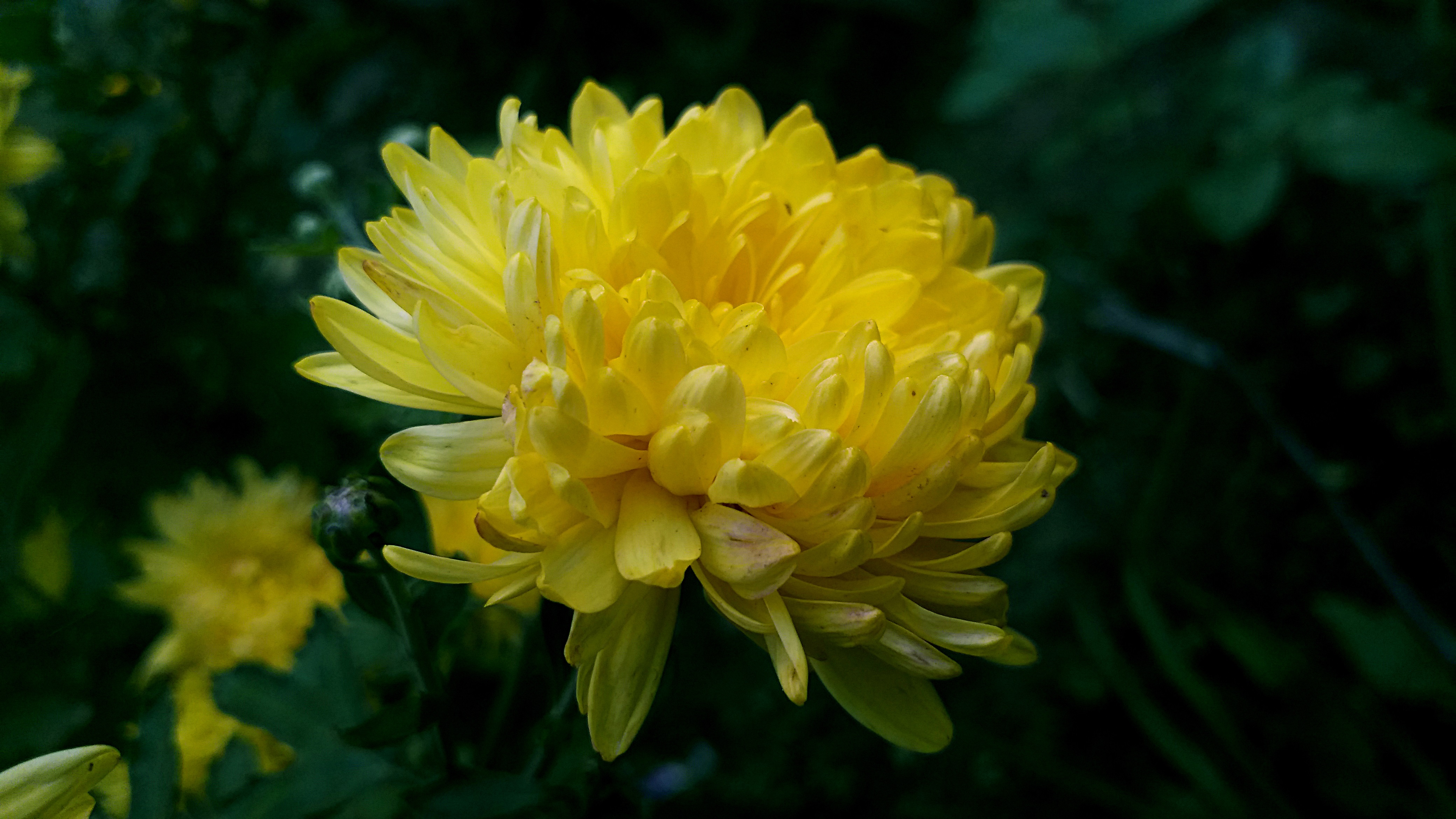 Обои хризантема желтая фон темный, chrysanthemum yellow background dark разрешение 4160x2340 Загрузить